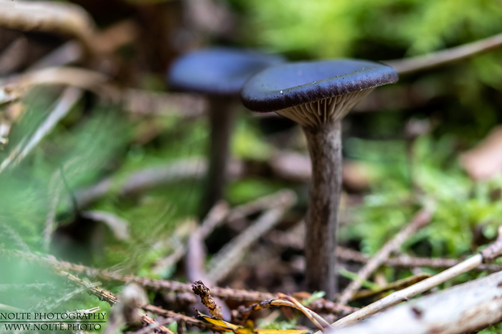 Violettschwarzer Trichterpilz