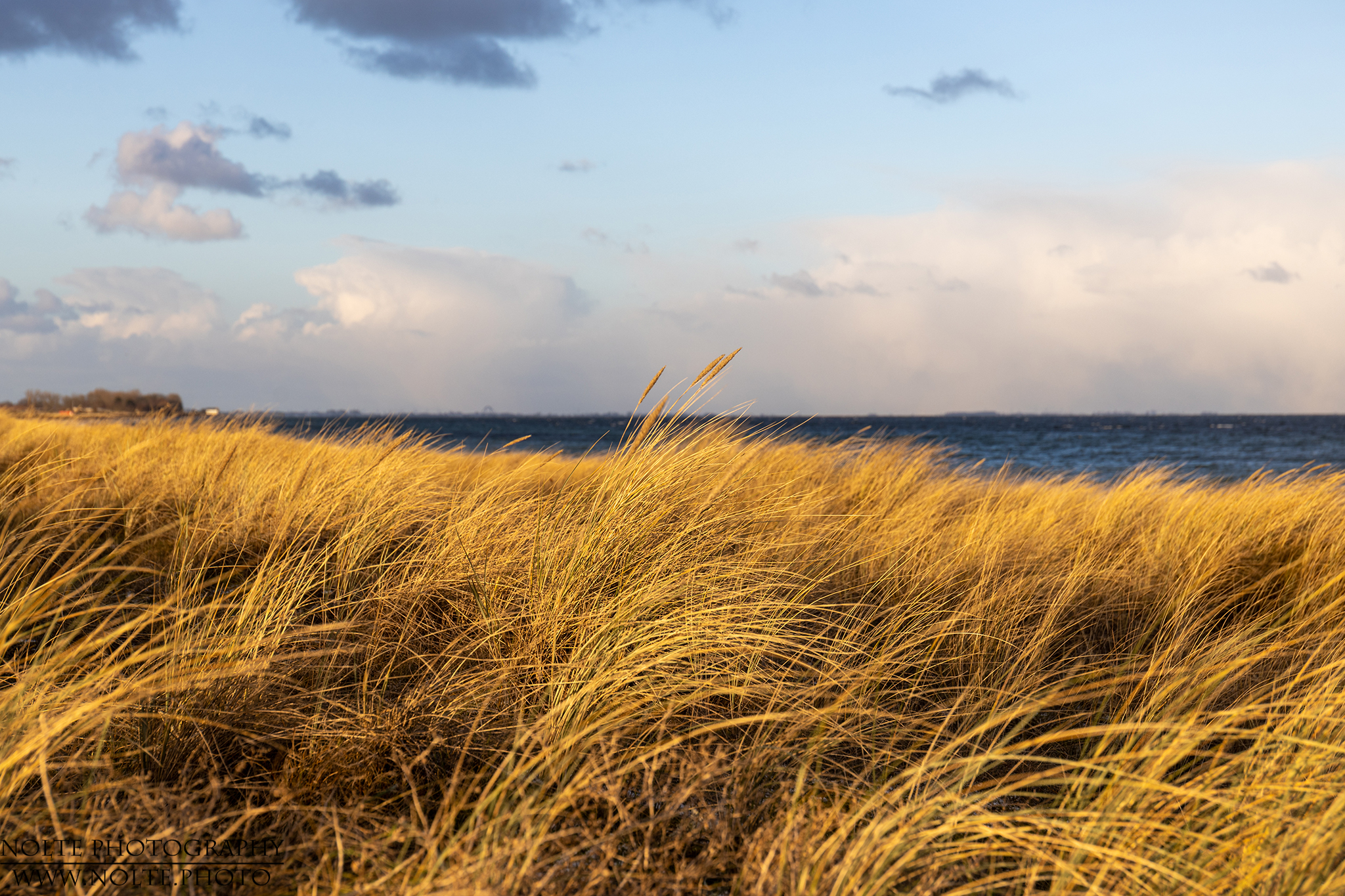 Goldener Strandhafer