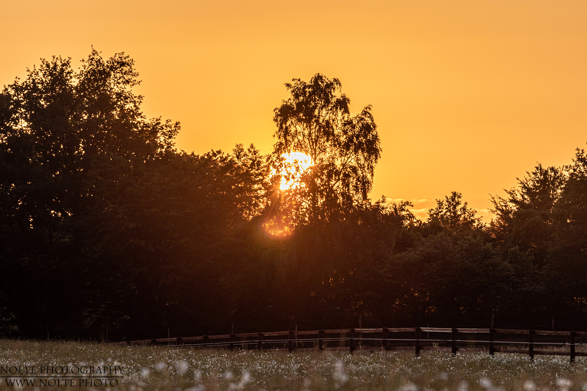 Sonnenuntergang hinter den Bäumen