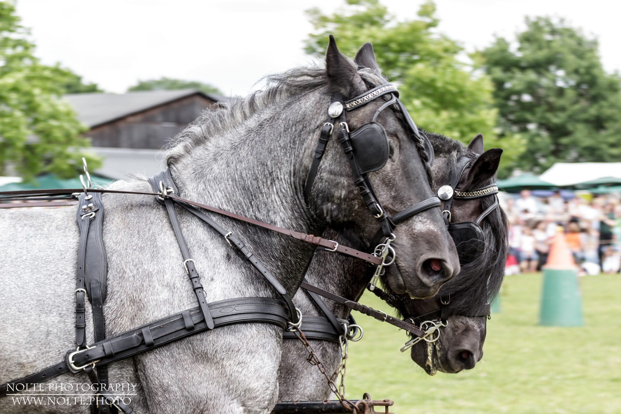Zwei Kutschpferde in Aktion