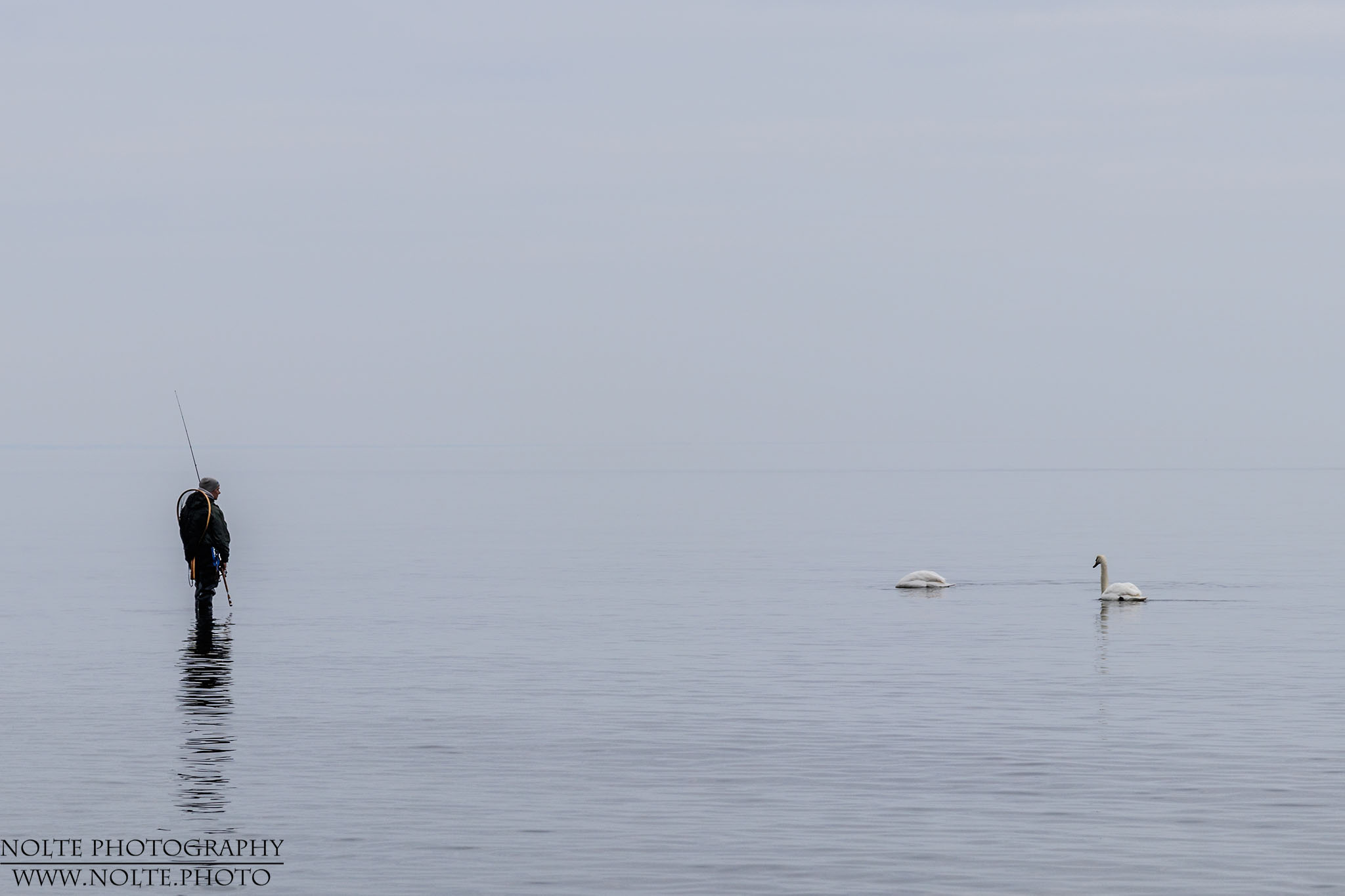 Warten, dass die Schwäne weiterziehen...