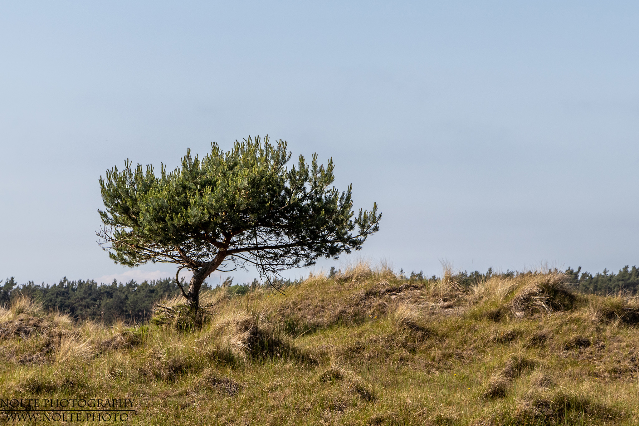 Die einsame Kiefer auf dem Darß