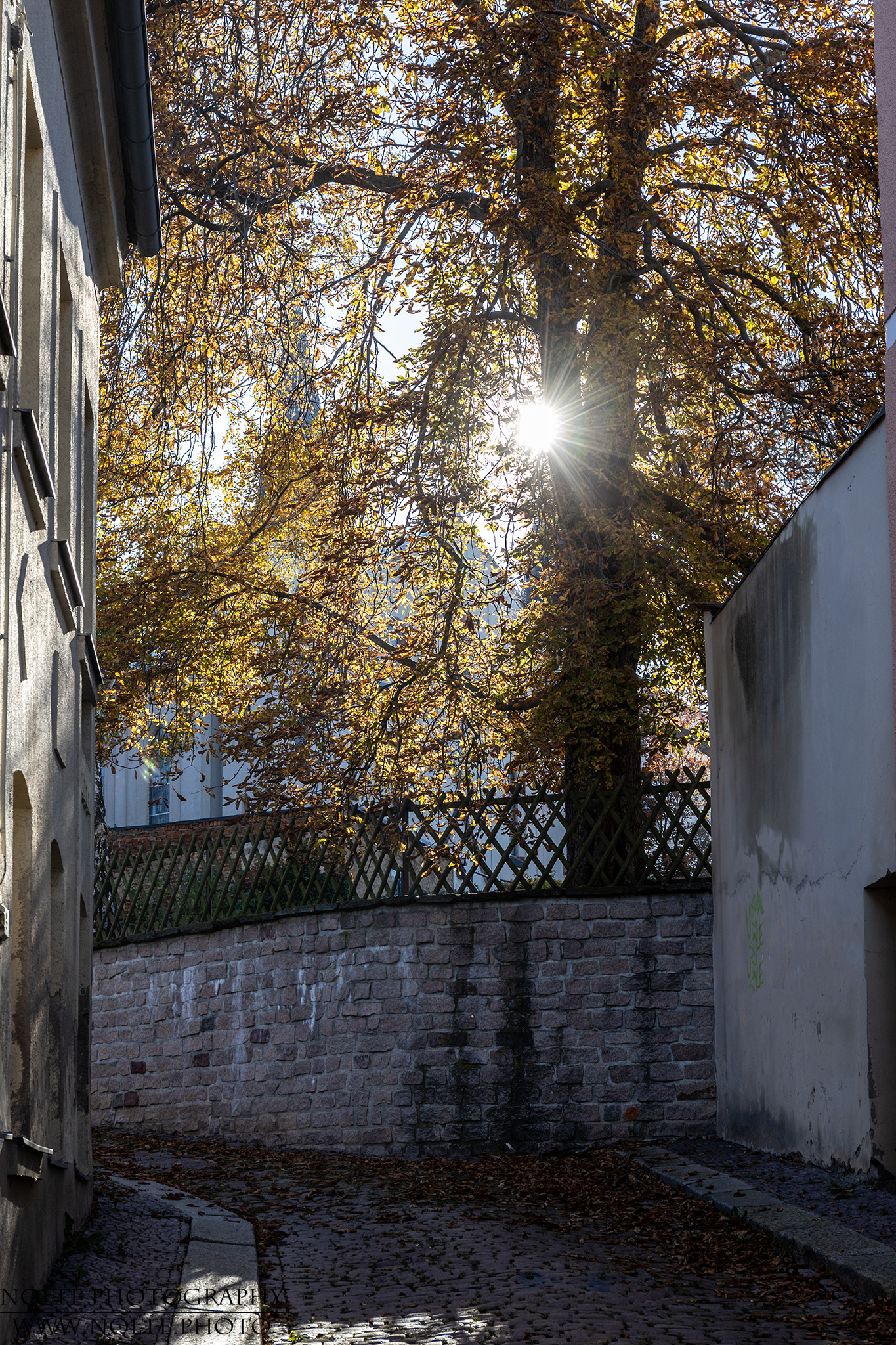 Herbstlicher Baum im Gegenlicht