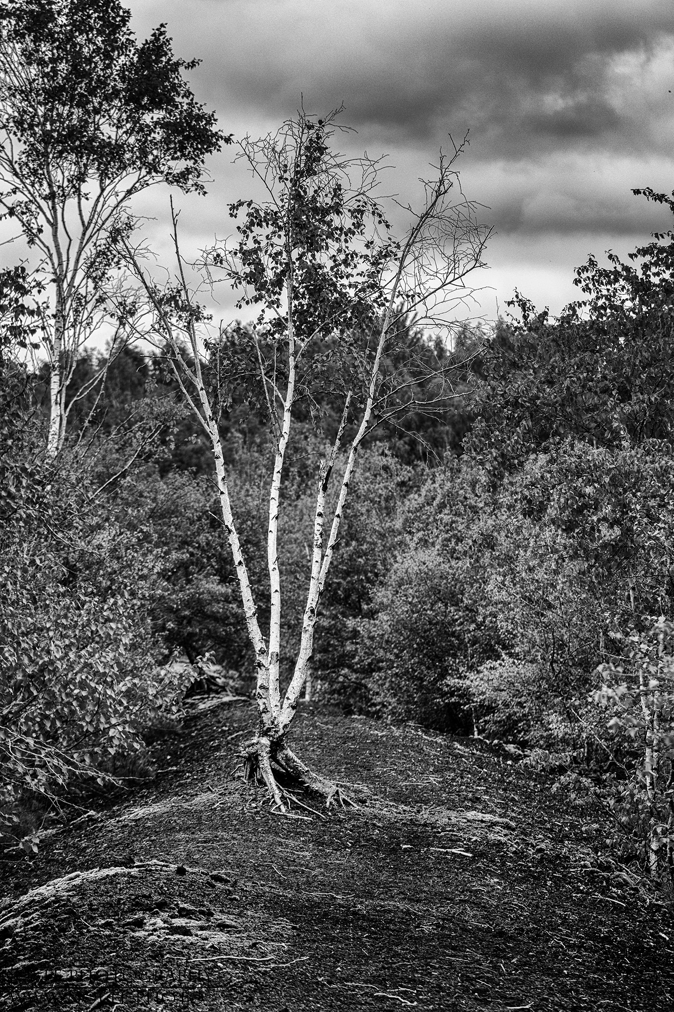 Die Birke auf dem Torfwall