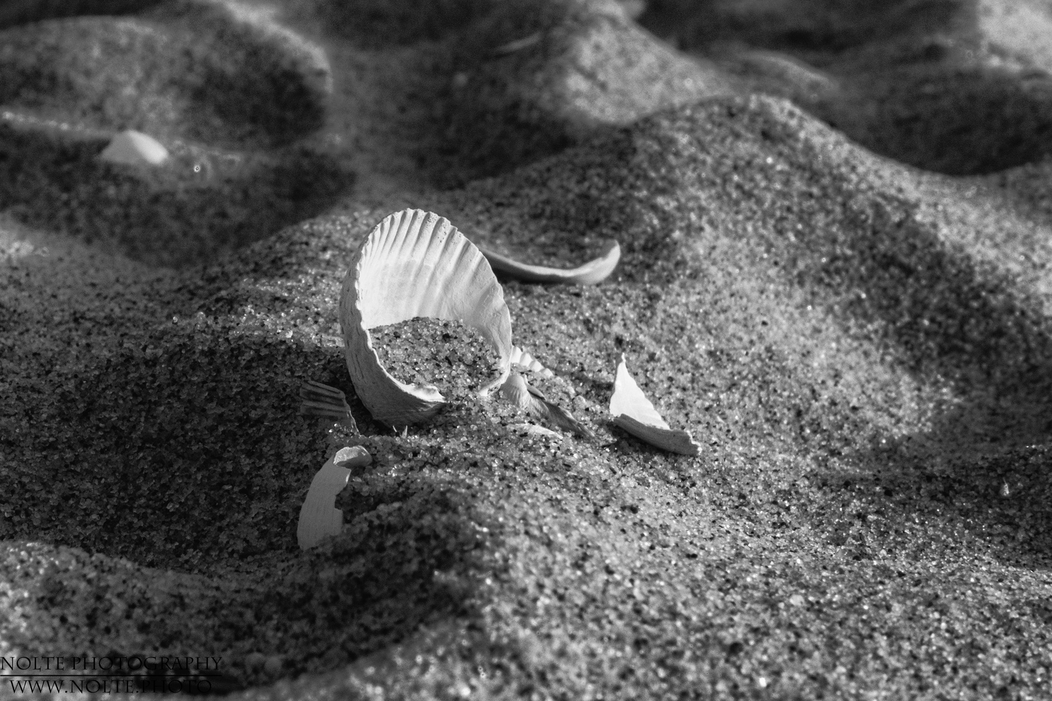 Herzmuscheln im Sand
