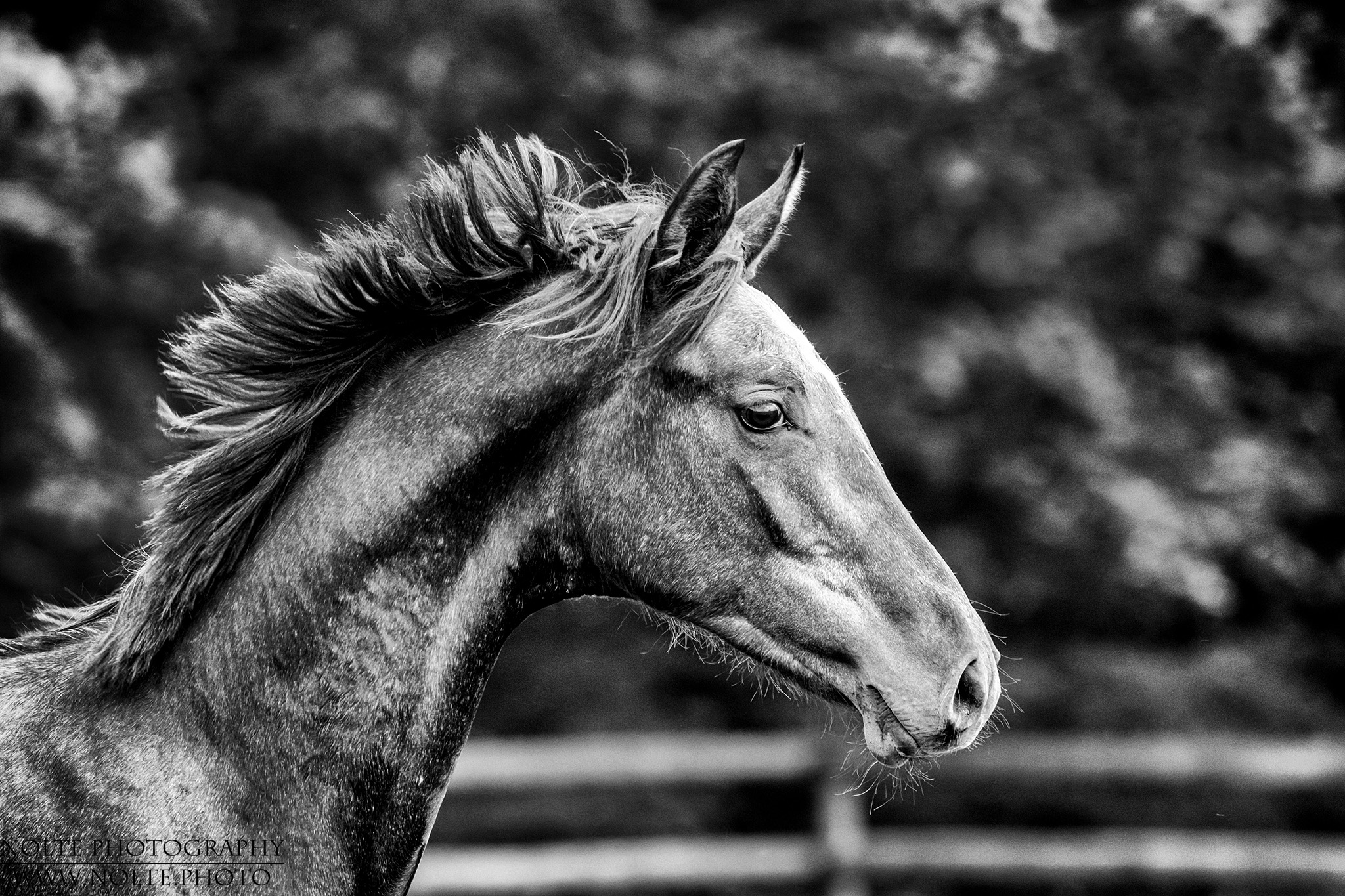 Wehende Mähne im Profil