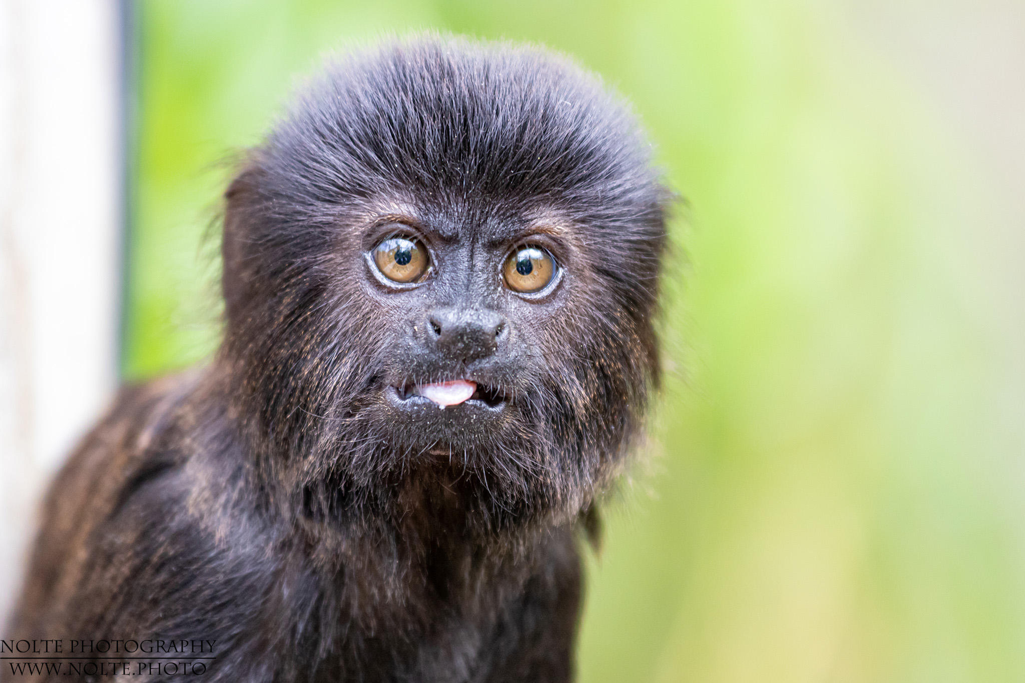 Springtamarin (Callimico goeldii)