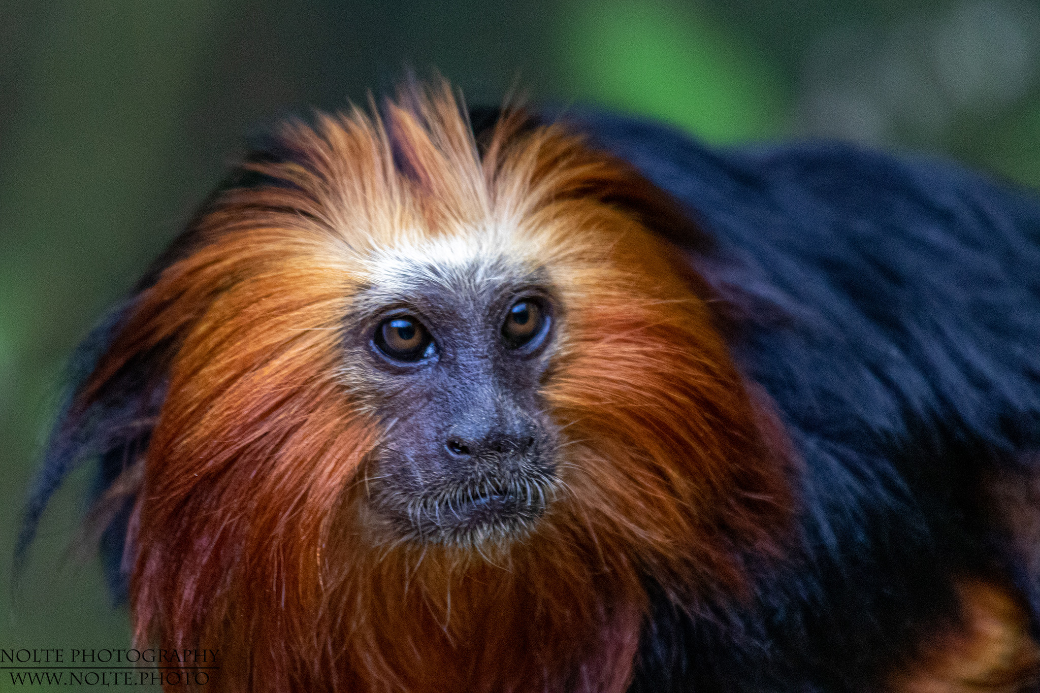Gesicht des Goldkopflöwenäffchen (Leontopithecus chrysomelas)
