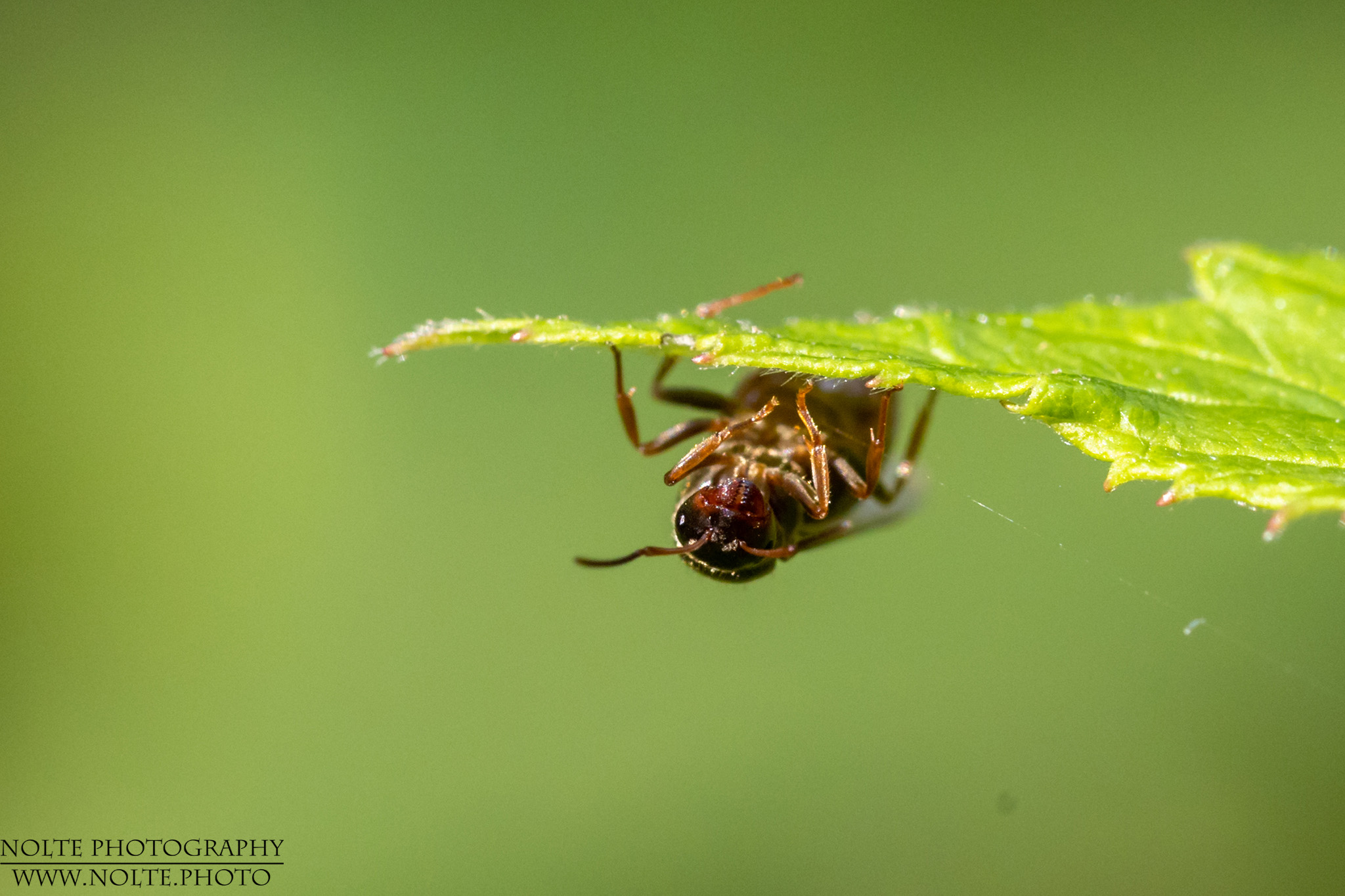 Vermutlich Ameisenkönigin