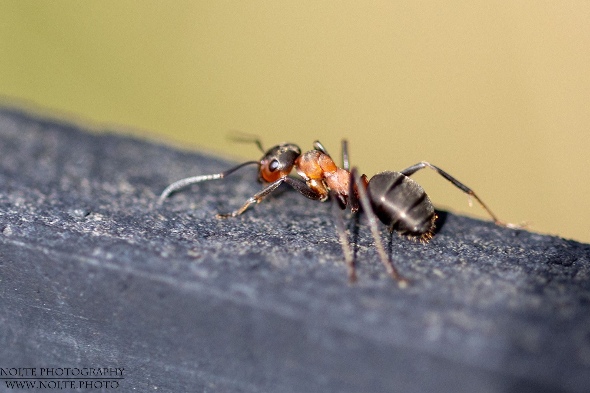 Kahlrückige Waldameise (Formica polyctena)