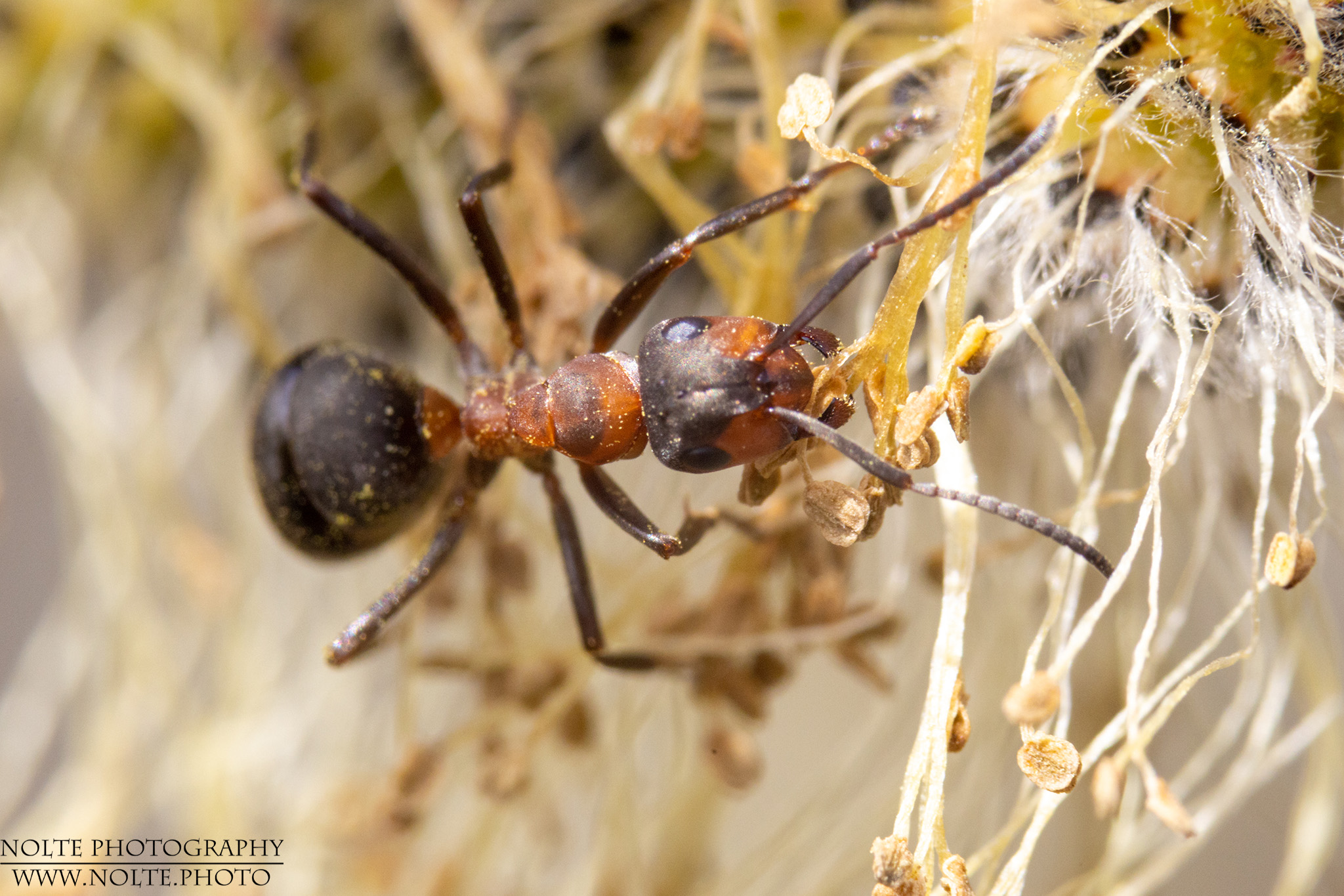 Kahlrückige Waldameise (Formica polyctena)