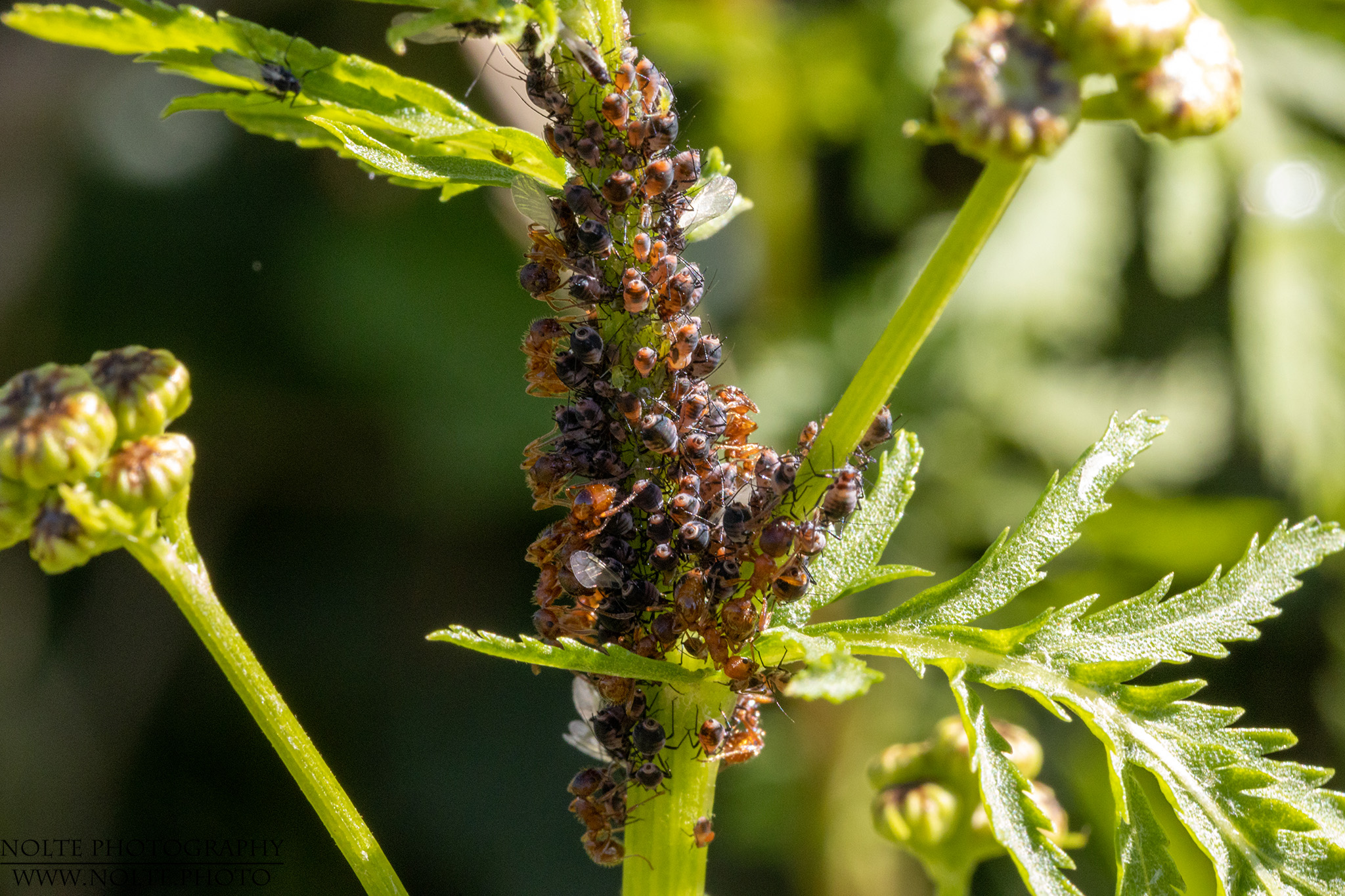 Symbiose in der Tierwelt