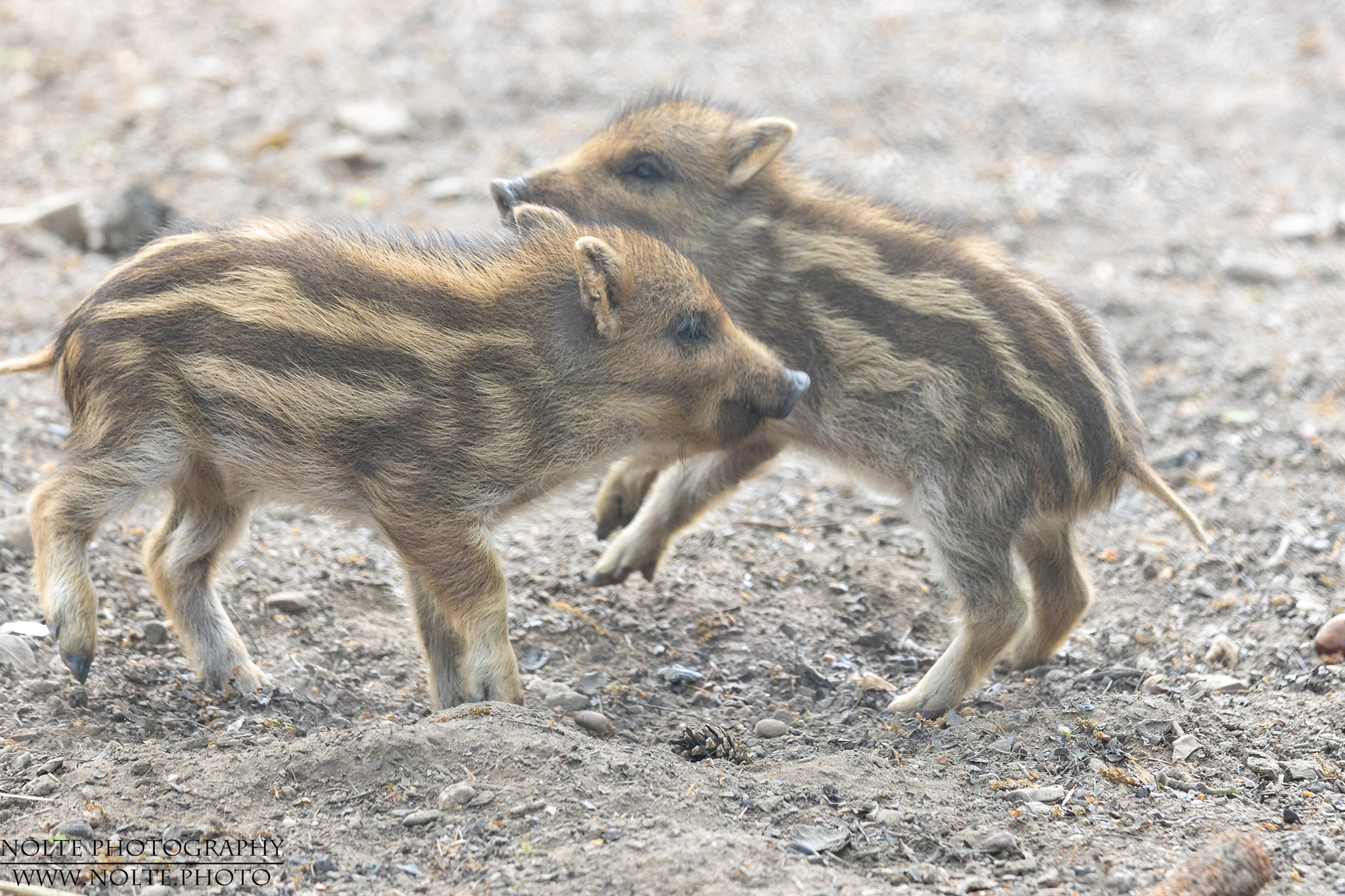 Spielerische Rauferei