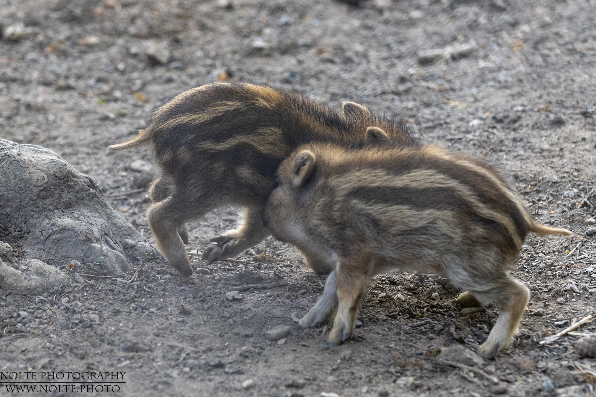 Spielerische Rauferei