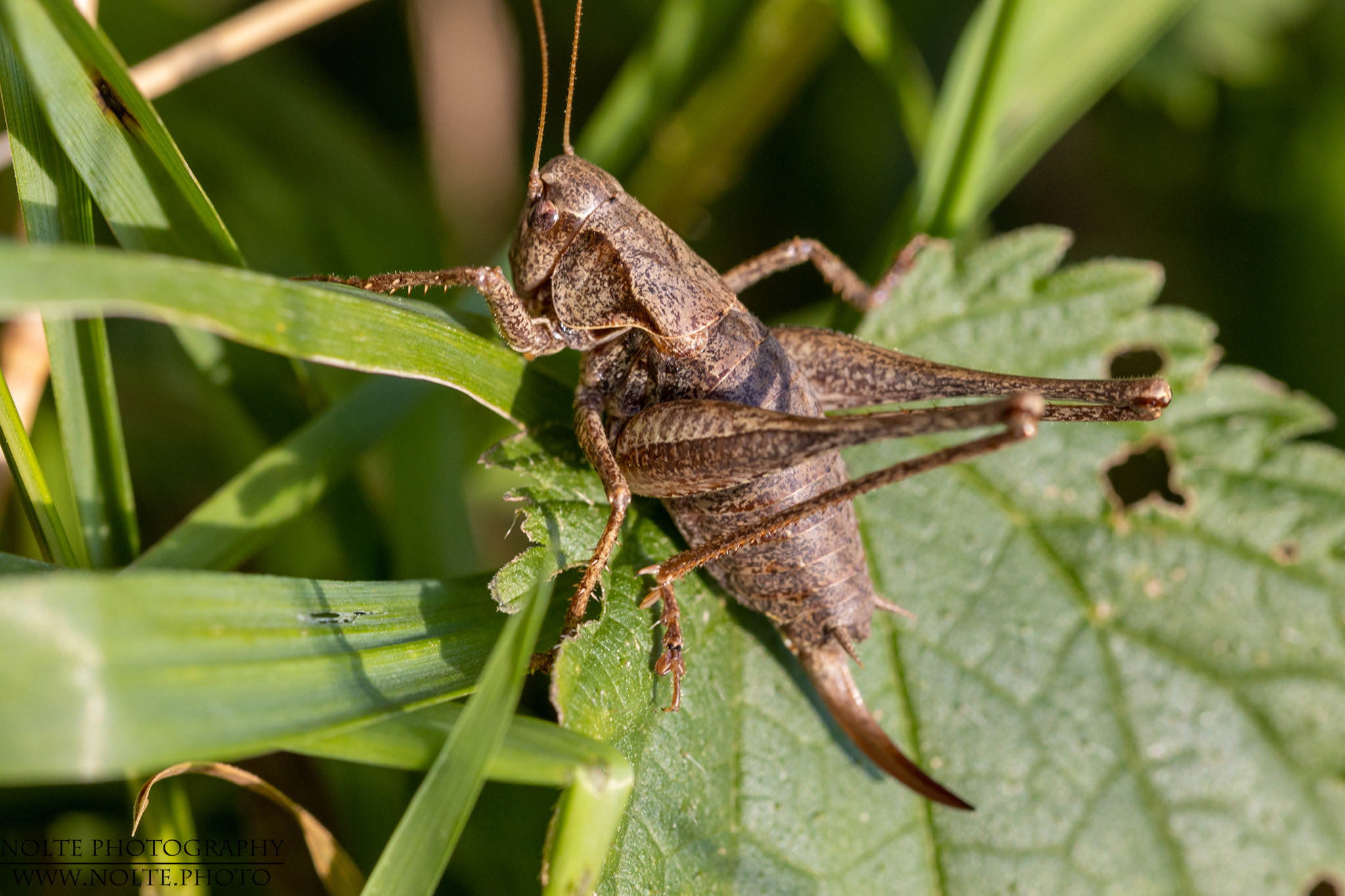 Gemeine Strauchschrecke im Gras