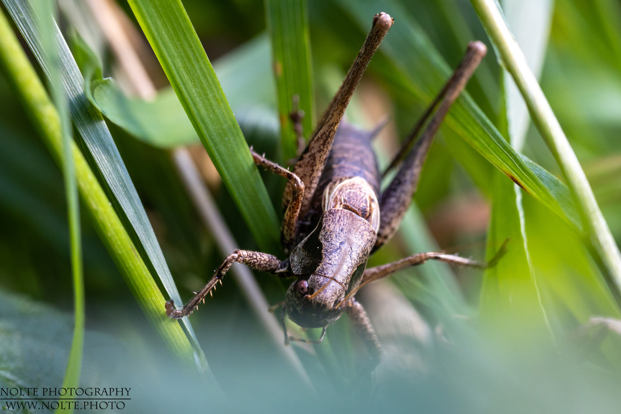 Gemeine Strauchschrecke im Gras