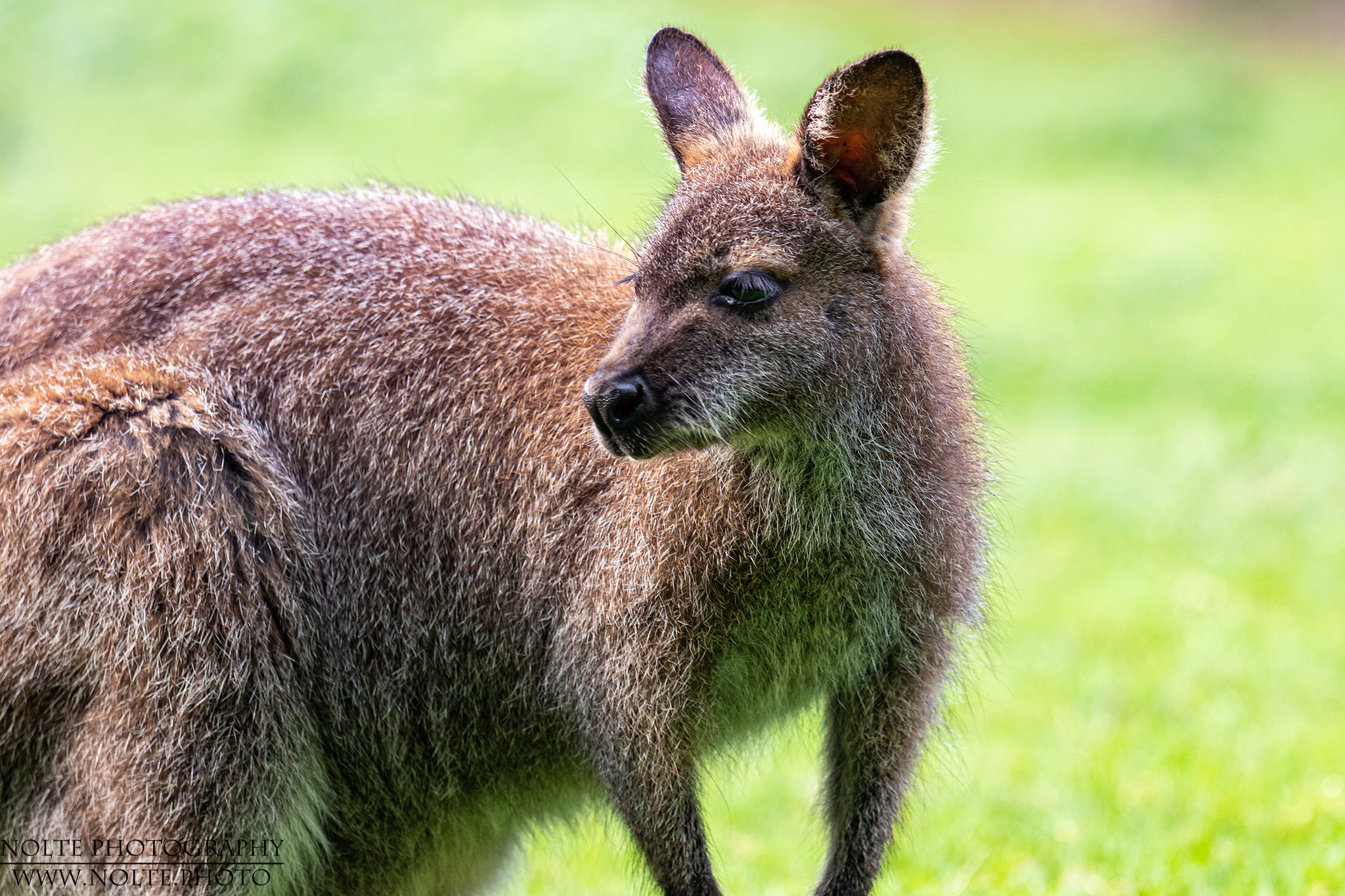 Andere Tiere