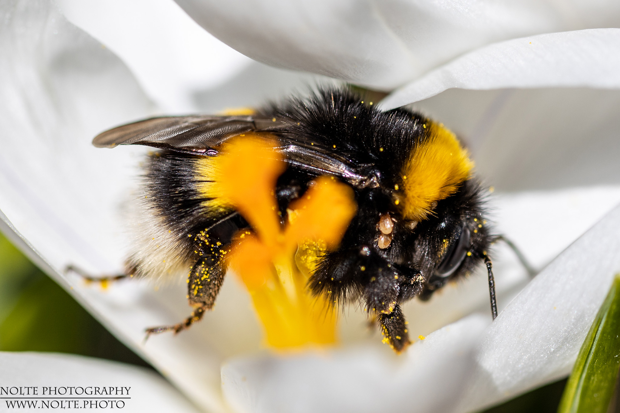 Hummelkönigin mit Milben