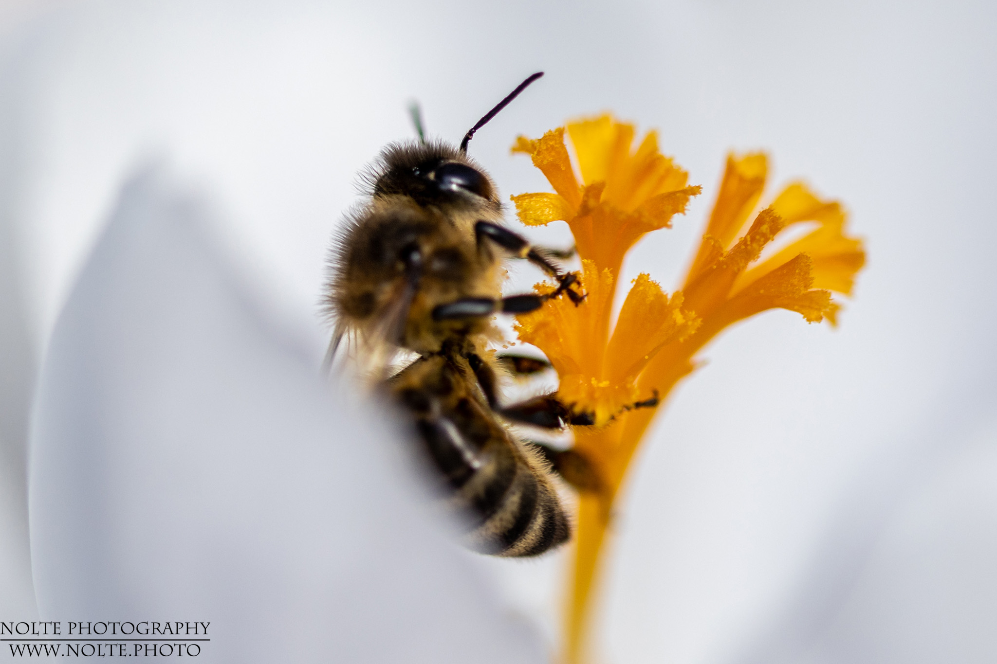 Biene bei der Pollenernte