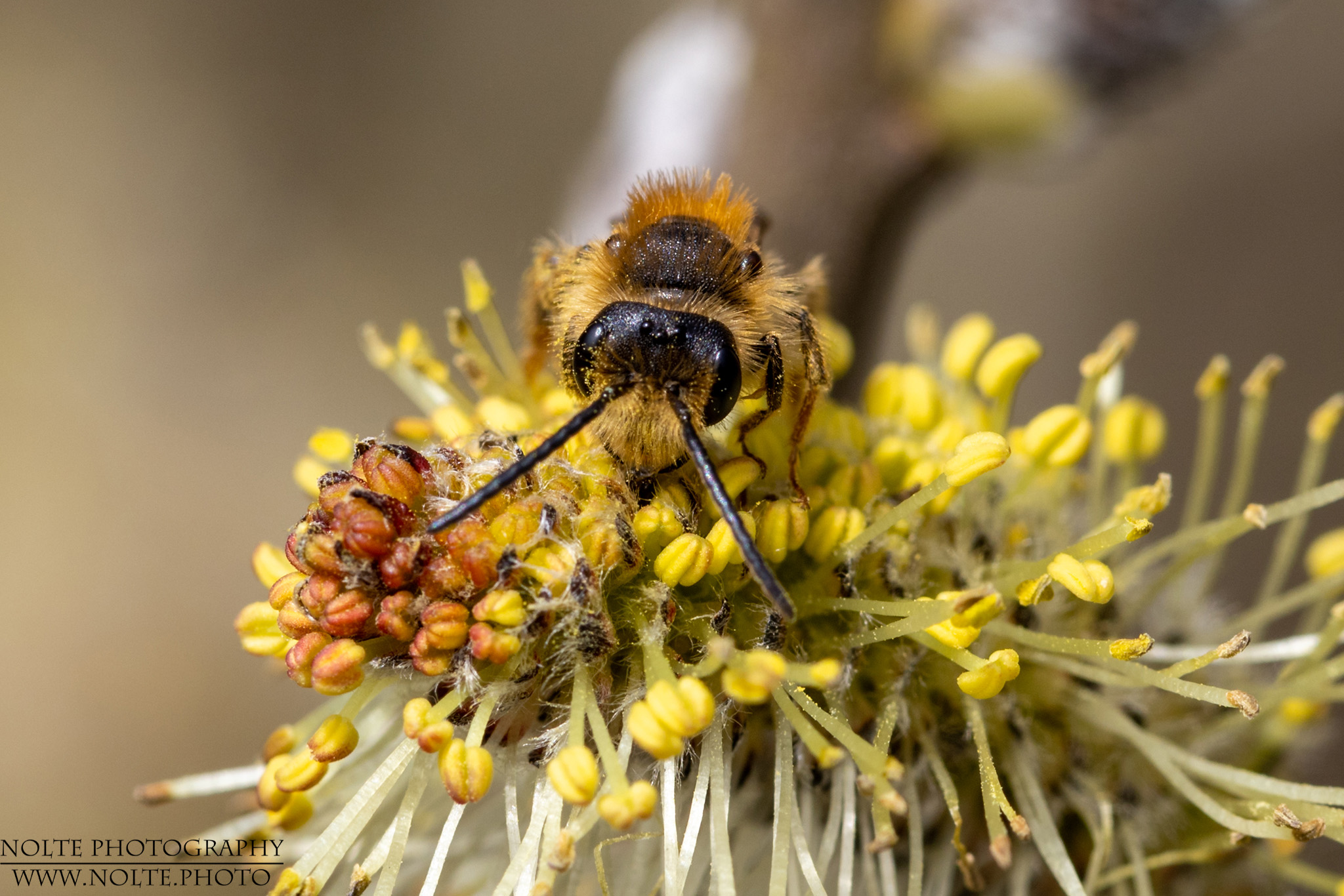 Honigbiene im Weidenkätzchen