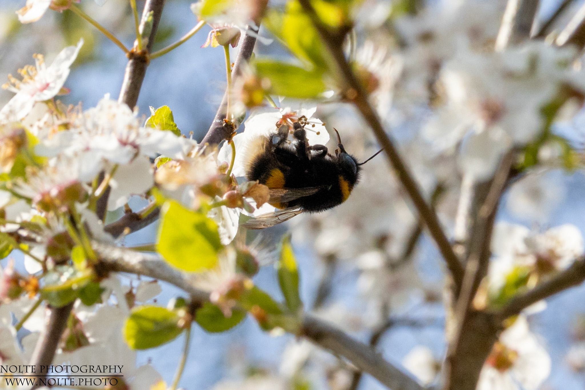 Hummel an einer Blüte