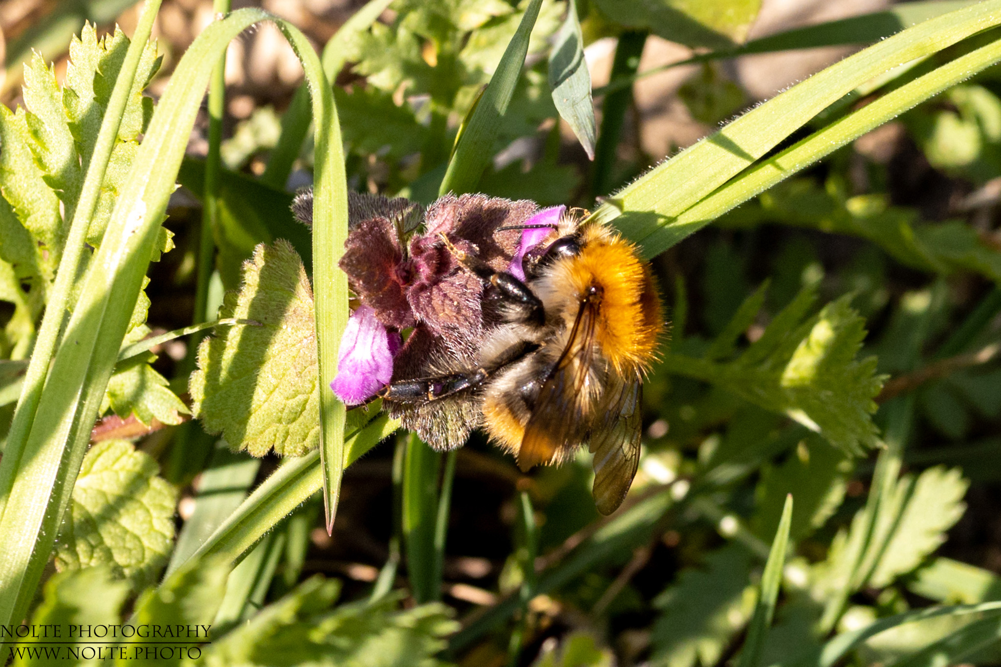 Hummel an Nesselblüten