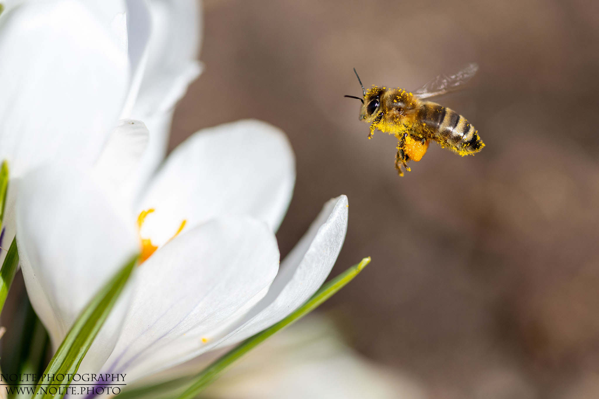 Eine Blüte geht noch...