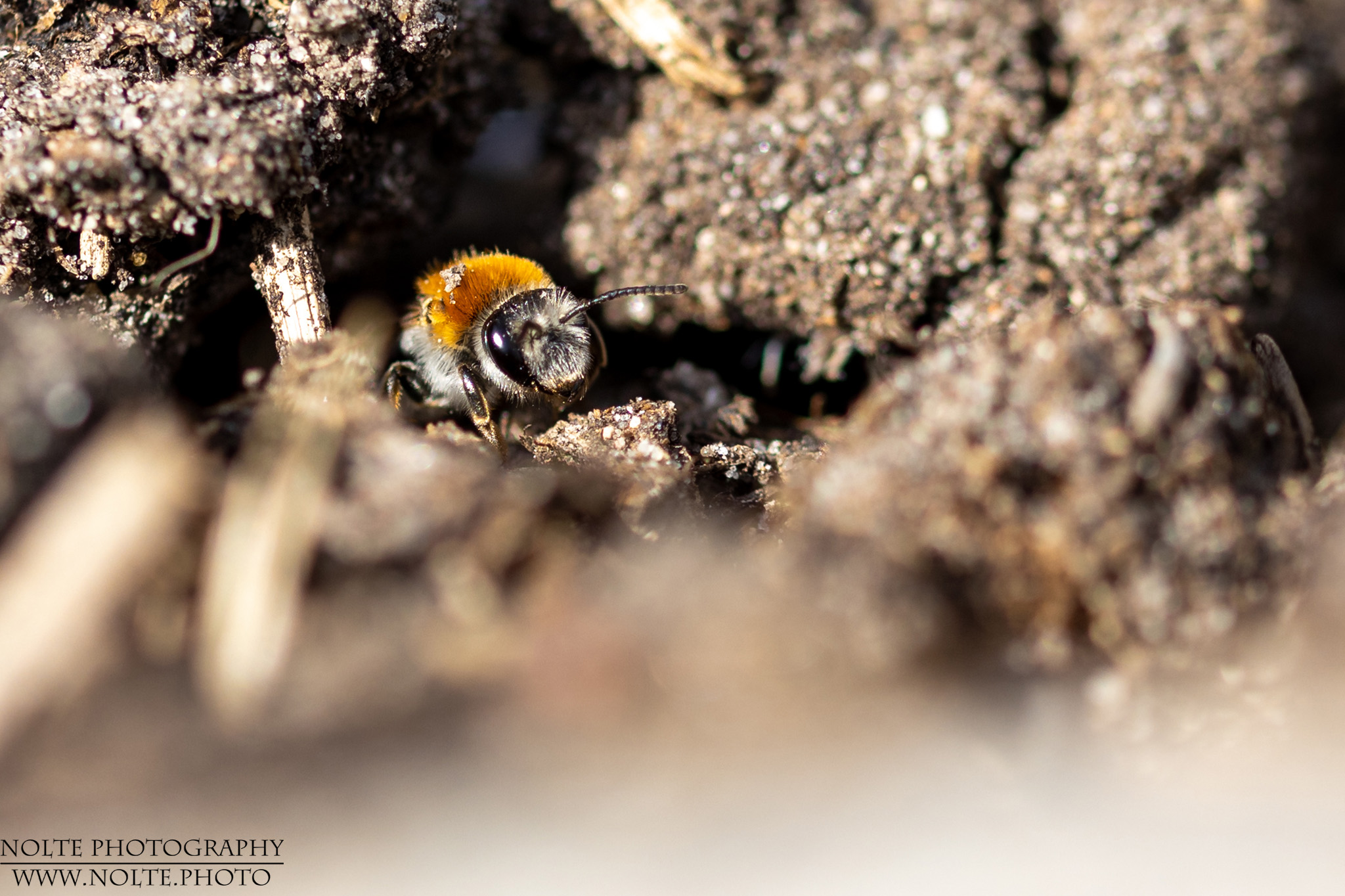 Eine der ersten Bienen im Frühjahr