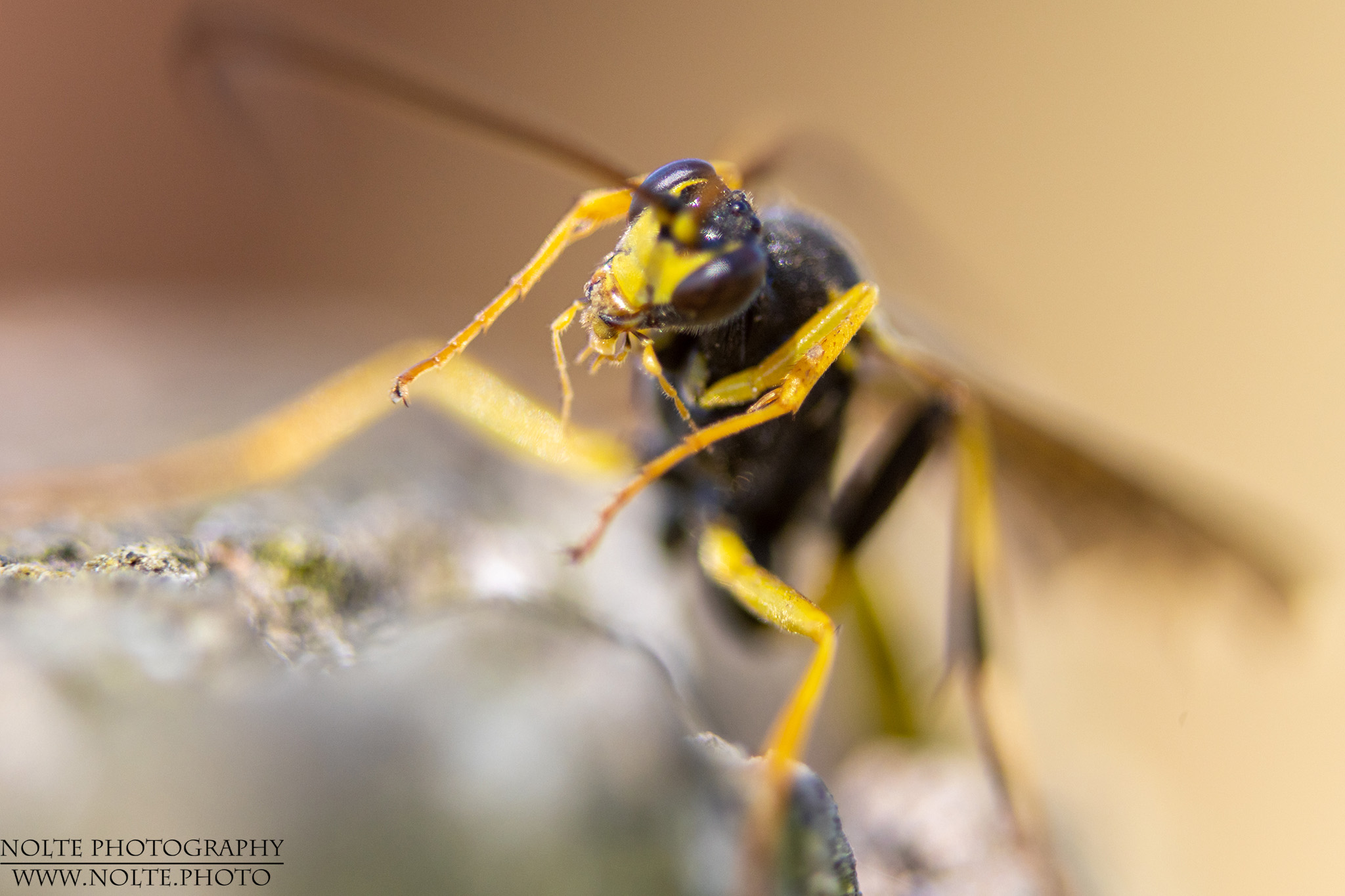 Schlupfwespe auf einem Zaunpfahl