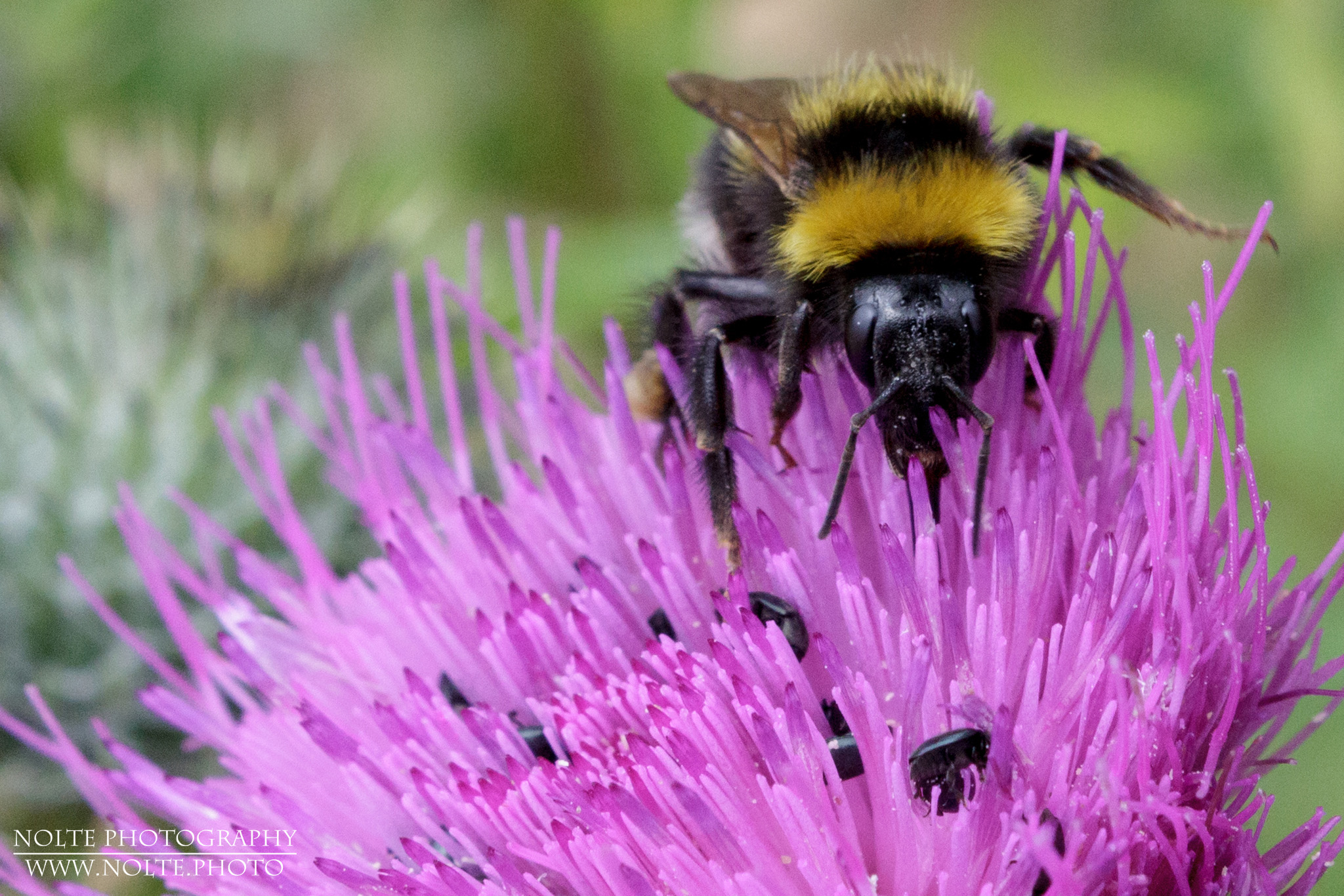 Eine Dunkle Erdhummel (Bombus terrestris) auf Nahrungssuche in einer Distelblüte.