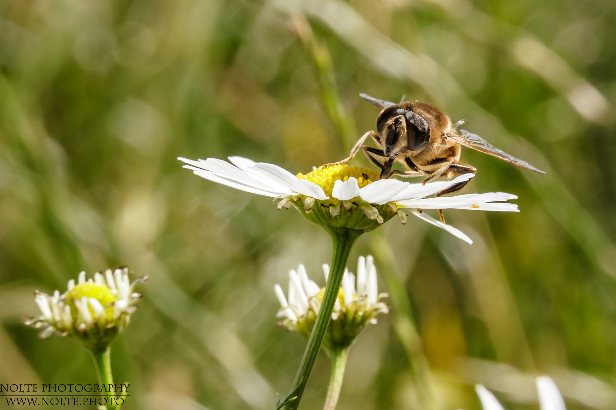 Honigbiene bei der Pollenernte auf einer Kamillenblüte