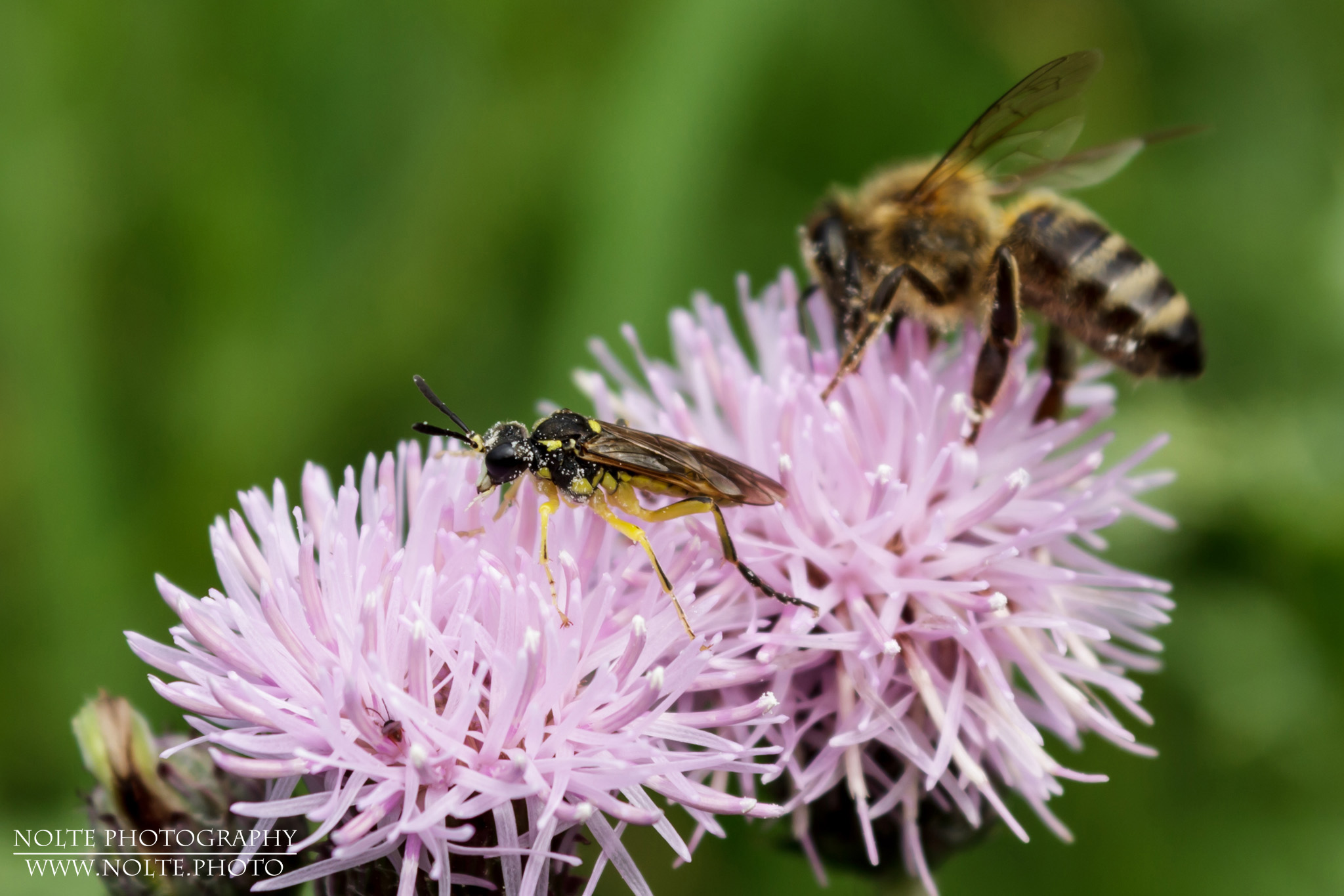 Bergblattwespe (Macrophya montana) in Gesellschaft einer Honigbiene