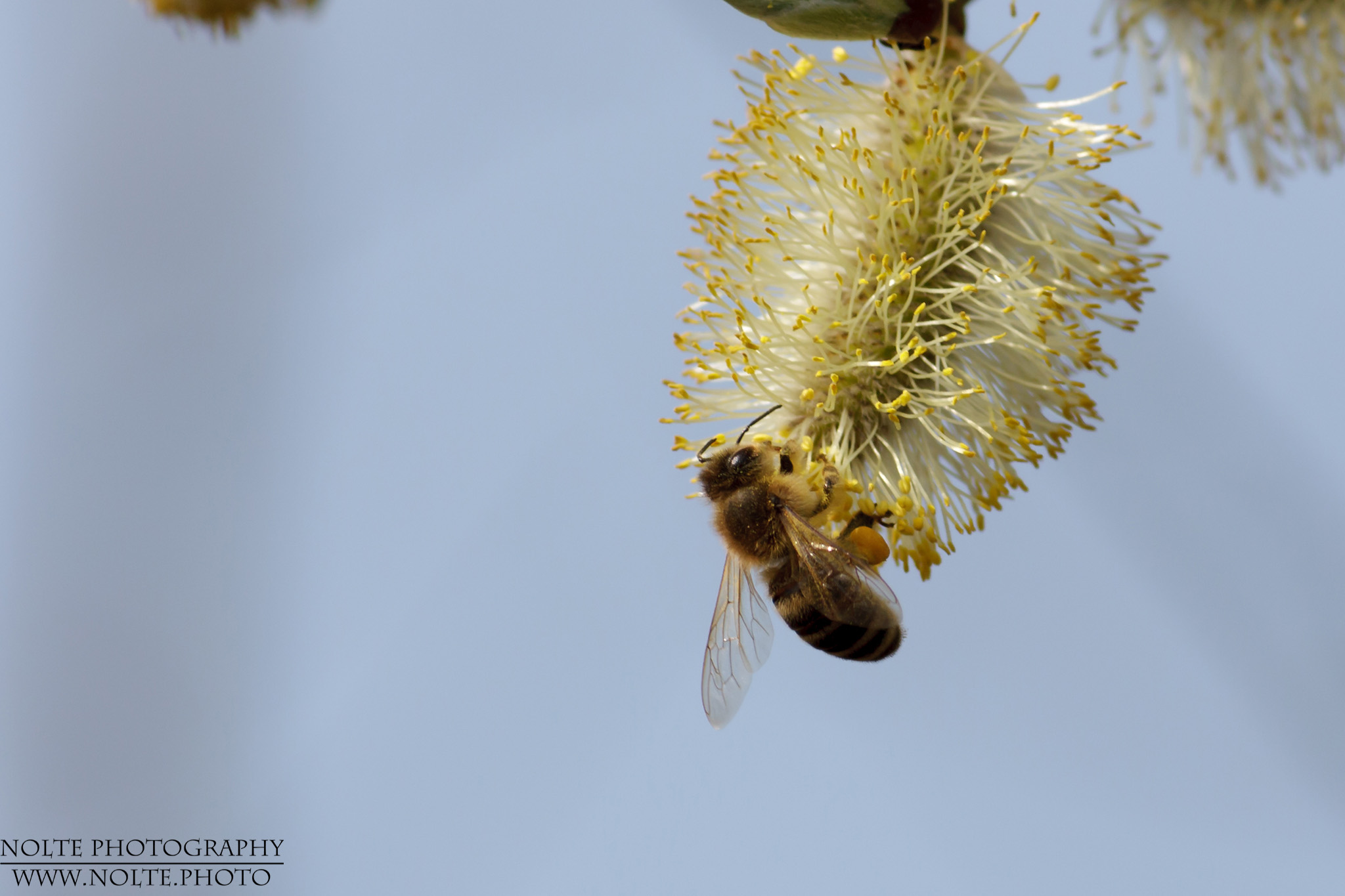 Bienen Wespen Und Co