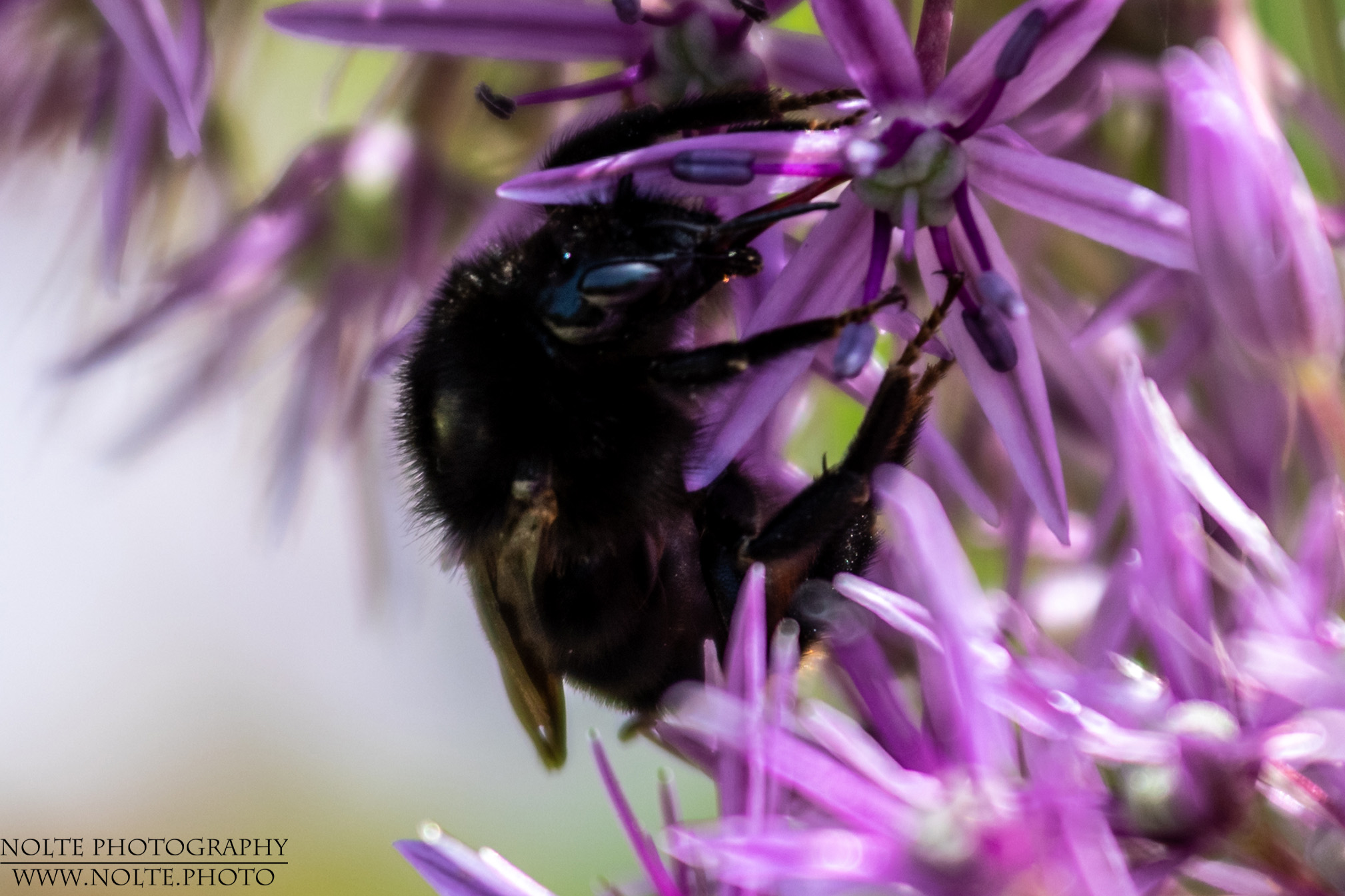 Dunkle Biene an einer Blüte