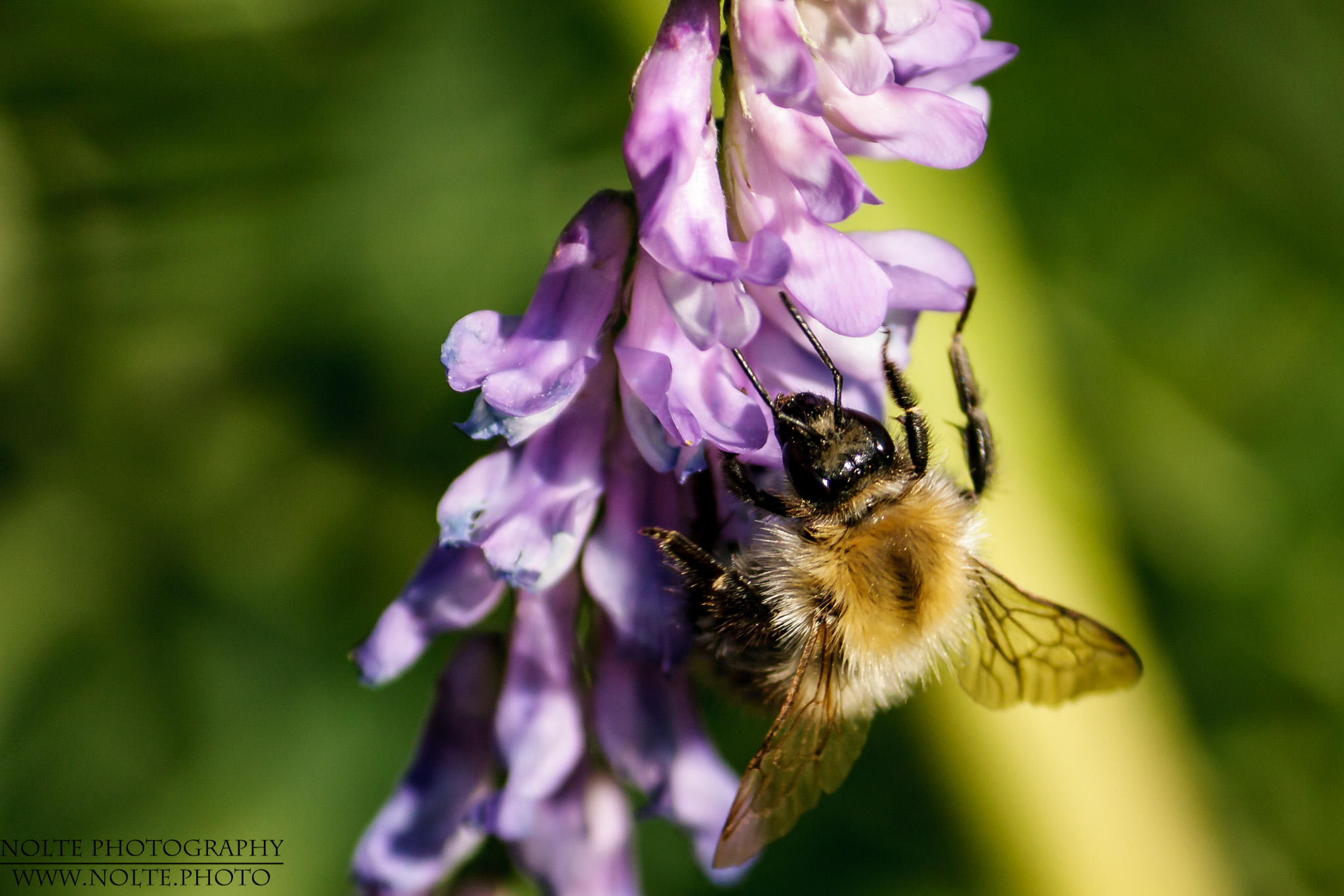 Waldhummel (Bombus sylvarum) an einer Blüte
