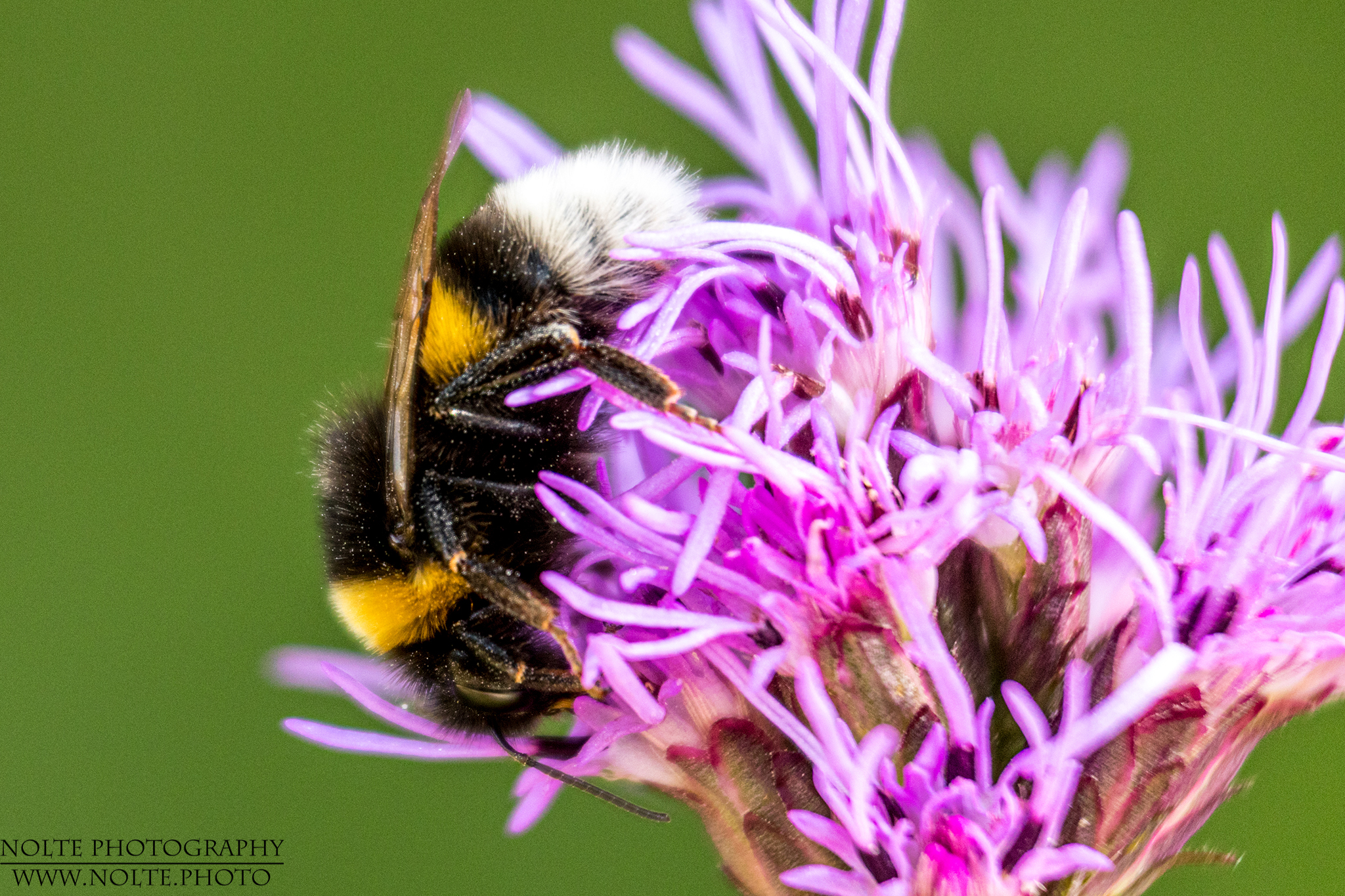 Hummel bei der Ernte an Liatris Spicata