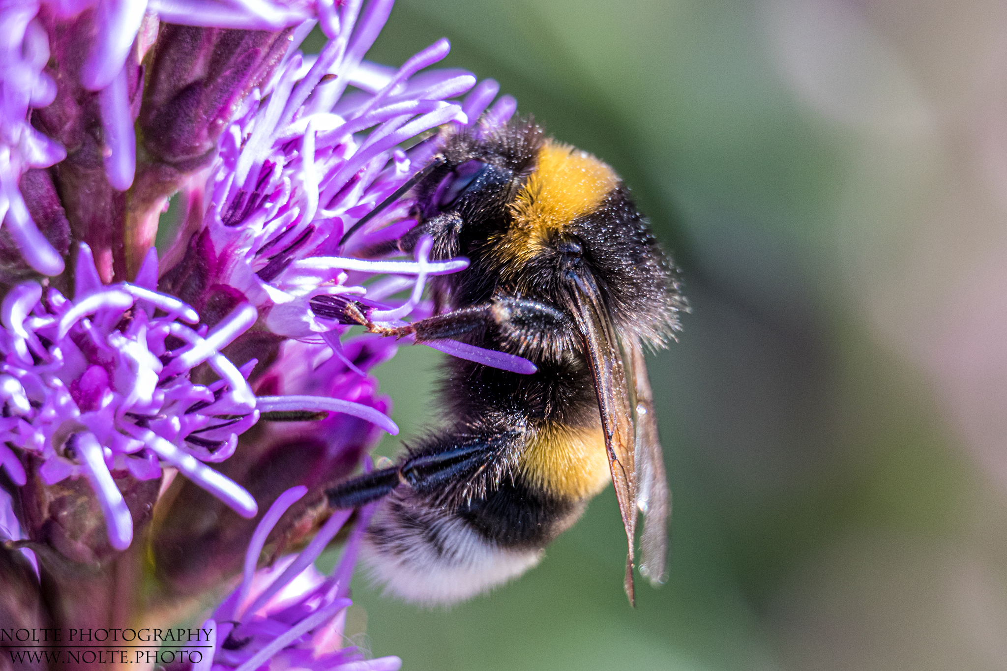 Hummel bei der Ernte an Liatris Spicata