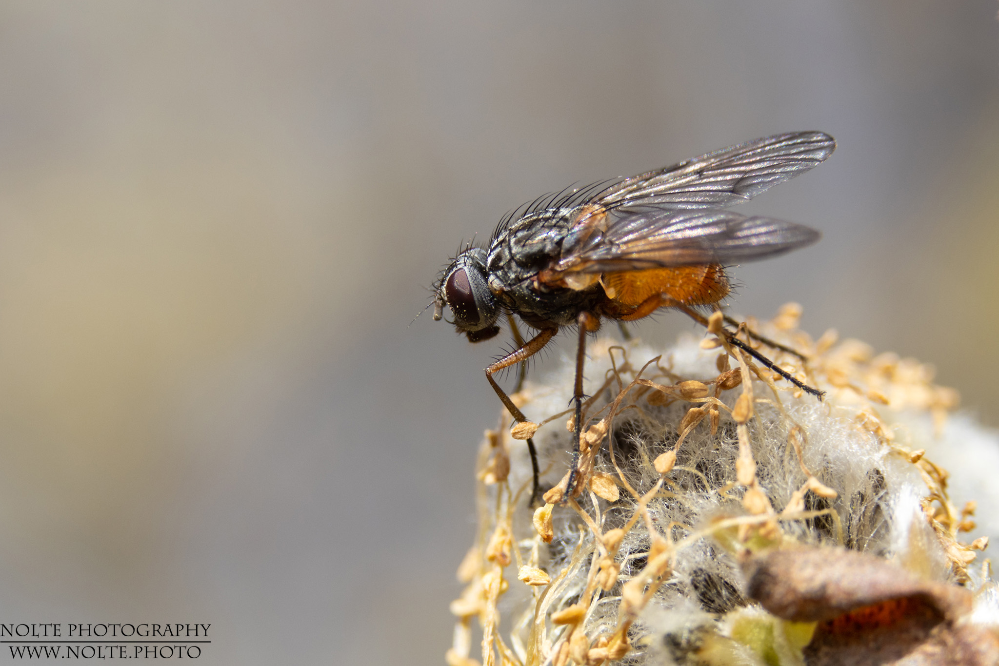Fliege auf Weidenkätzchen