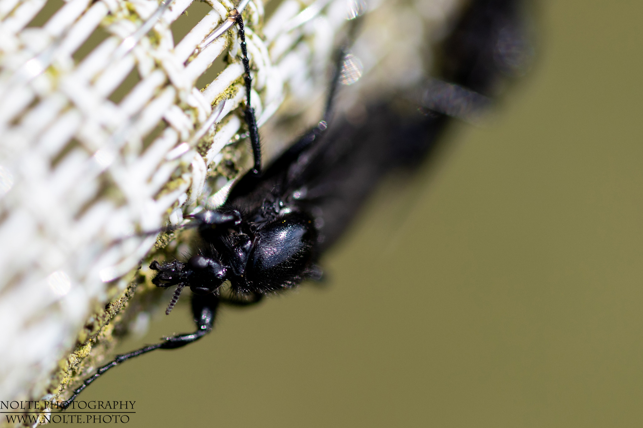 Kopf einer März- oder Markusfliege (Bibio marci)
