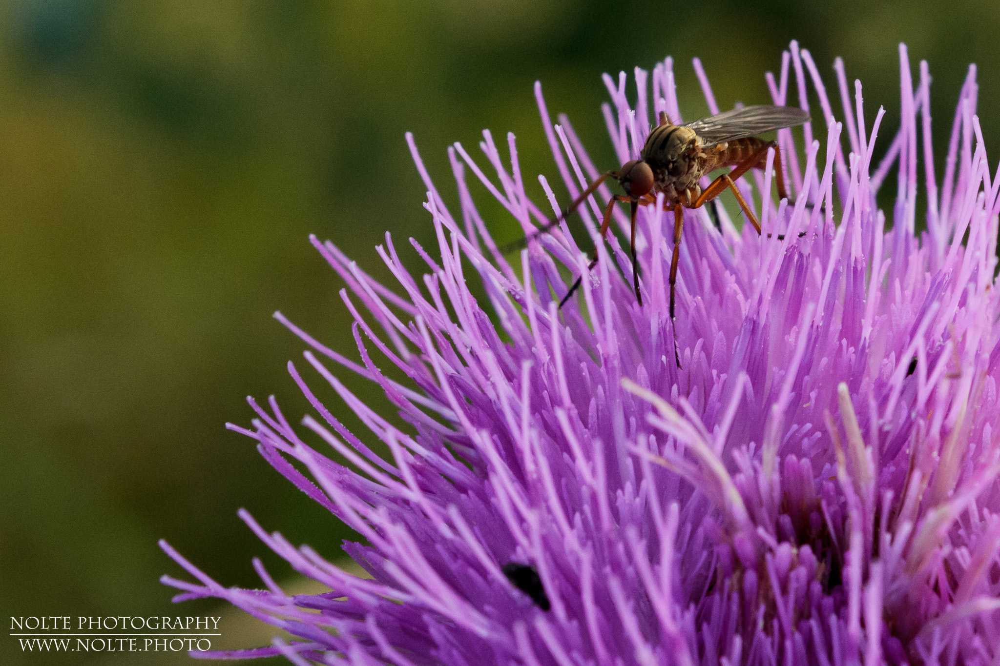 Eine Helle Tanzfliege (Empis livida) saugt an einer Distelblüte