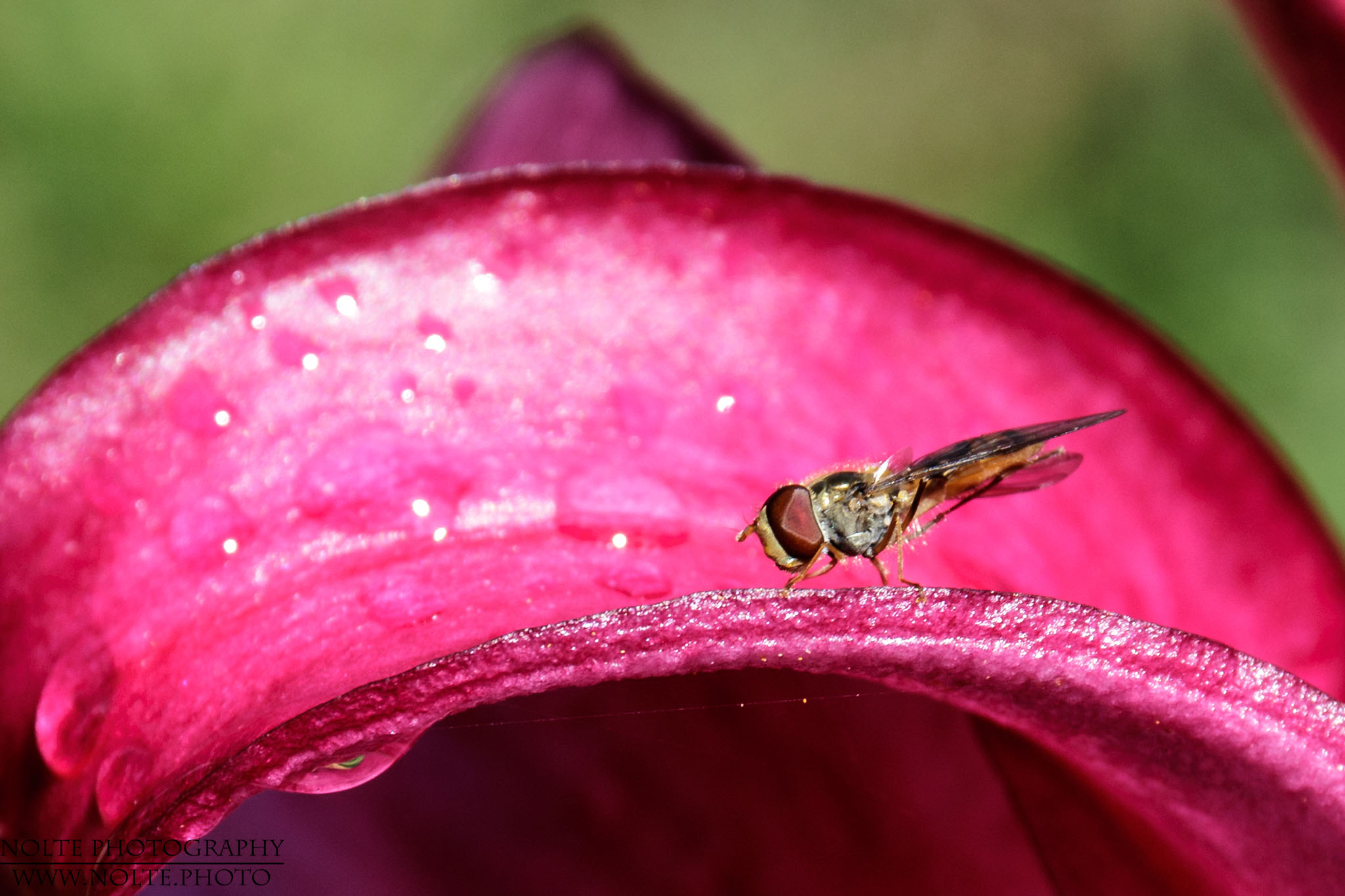 Eine kleine Schwebfliege auf dem riesigen Blatt eine Lilienblüte.