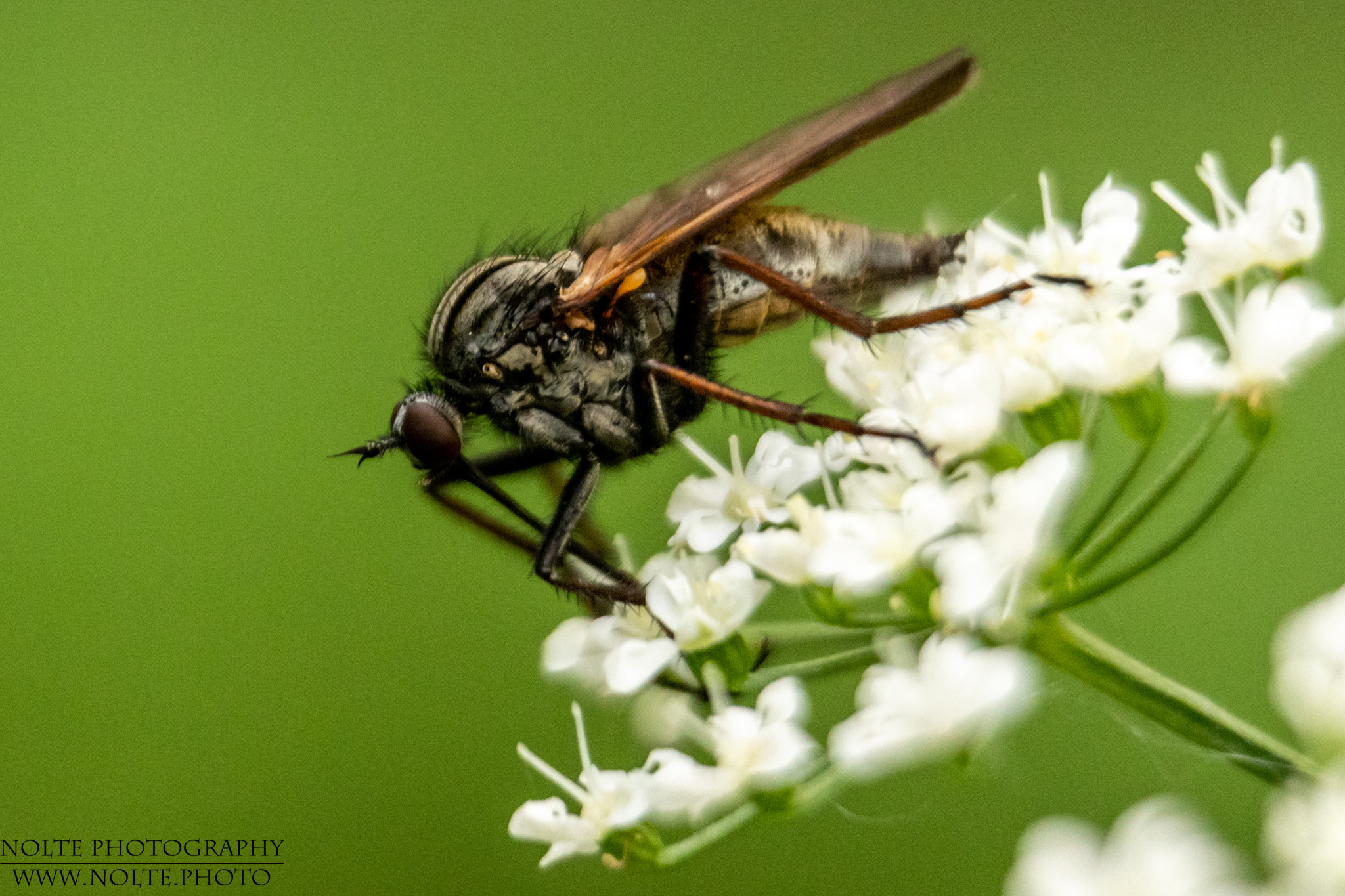 Fliege auf einer weisse Blütendolde