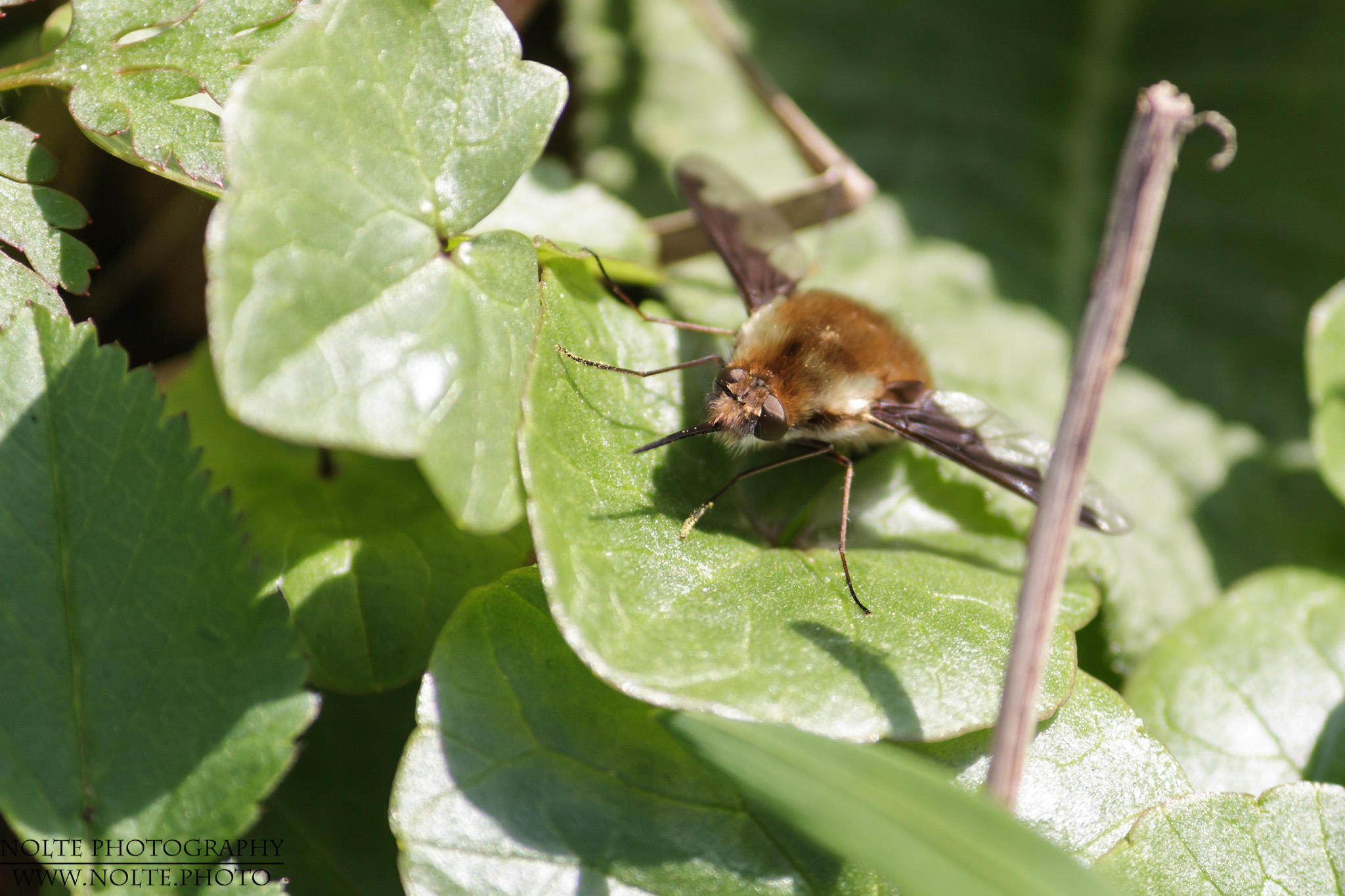 Fliegen