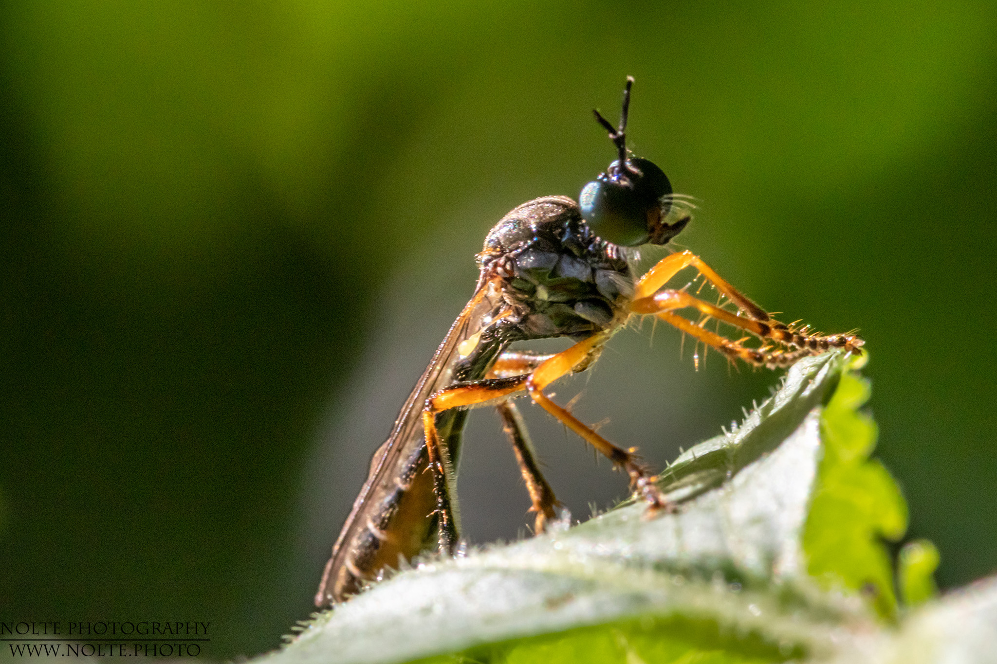 Raubfliege im Portrait