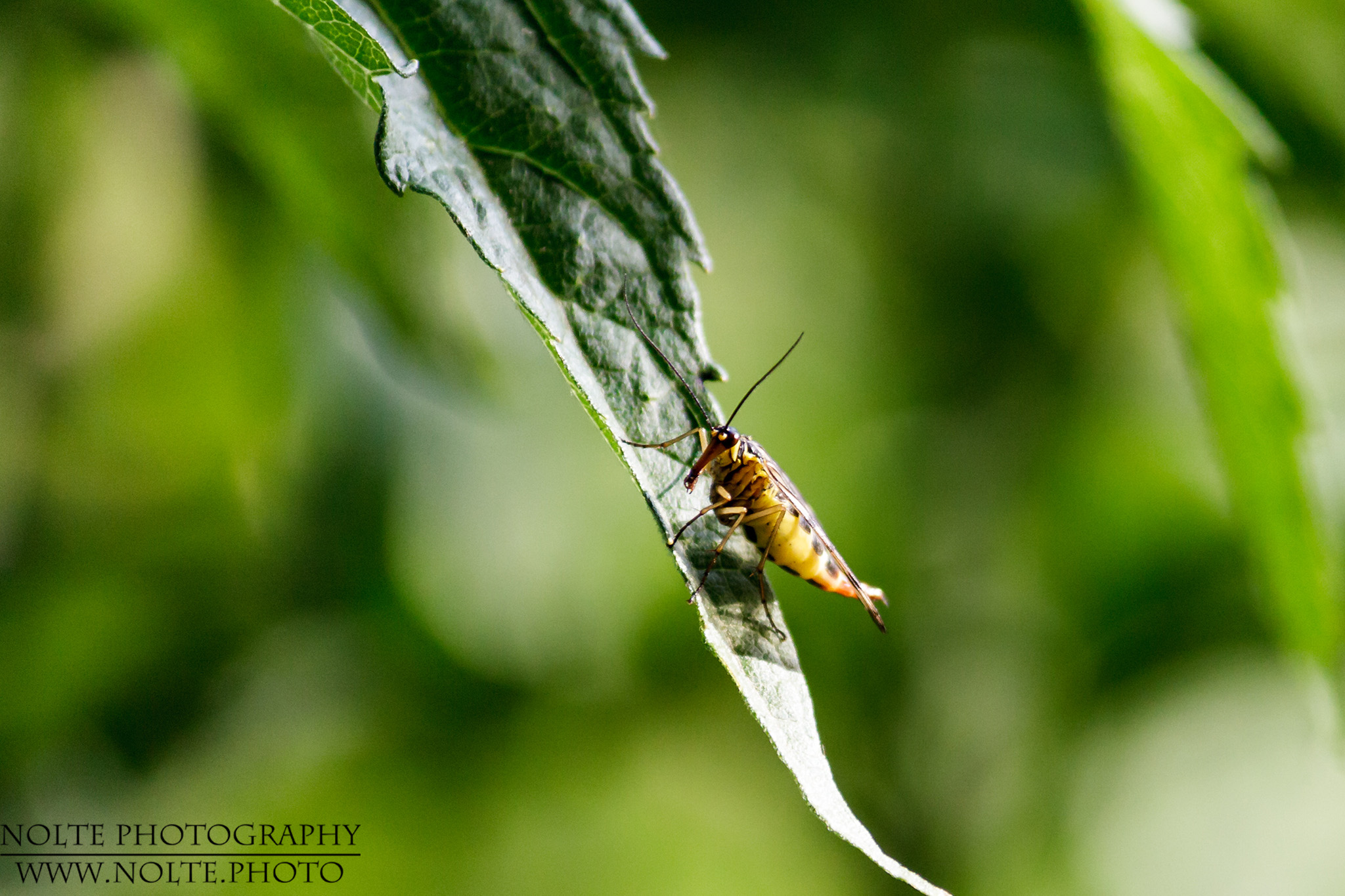 Weibchen der deutschen Skorpionsfliege (Panorpa germanica)