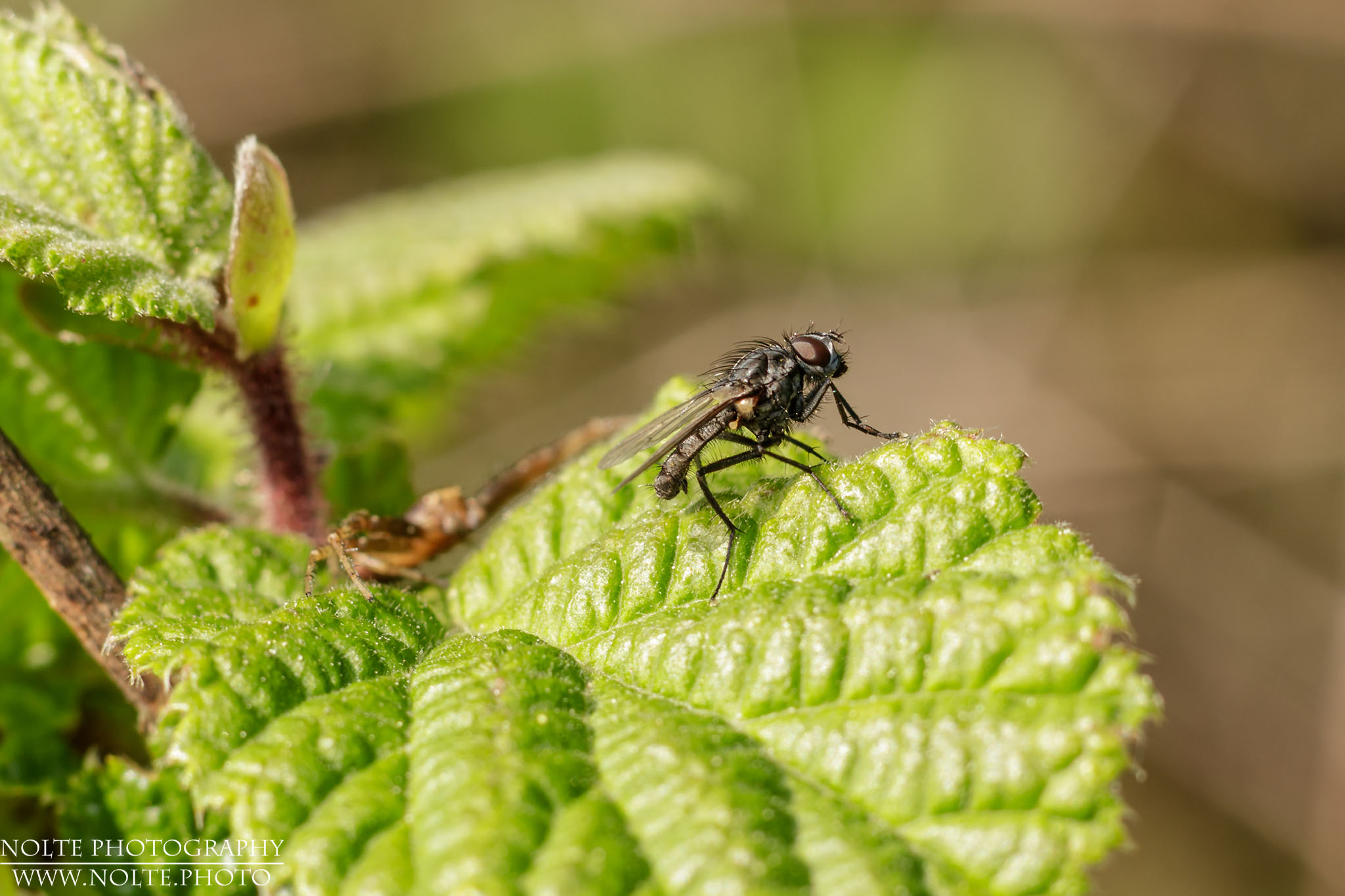 Eine Blumenfliege (Delia Spec.) im Visier der Krabbenspine (Xysticus Spec.)