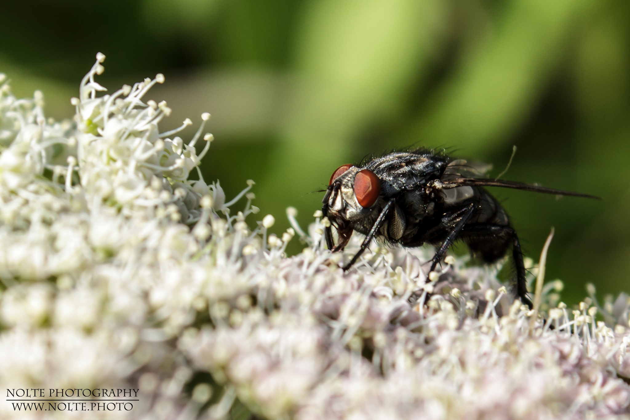 Fleischfliege (Sarcophaga carnaria) sitzt auf einer hellen Blütendolde.