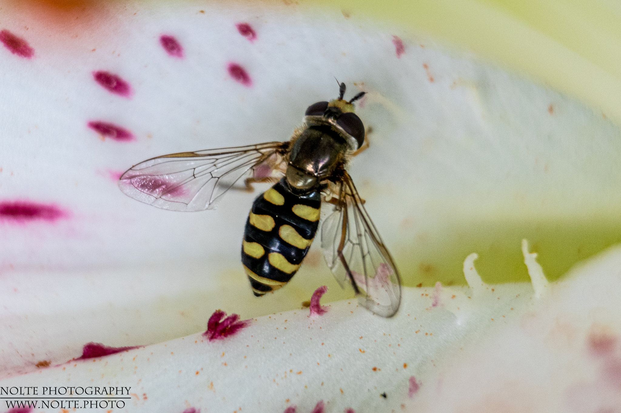 Schwebfliege auf einer Lilienblüte