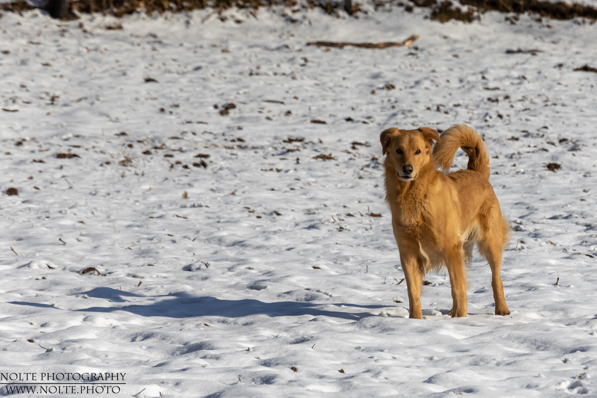 Jerry im Schnee