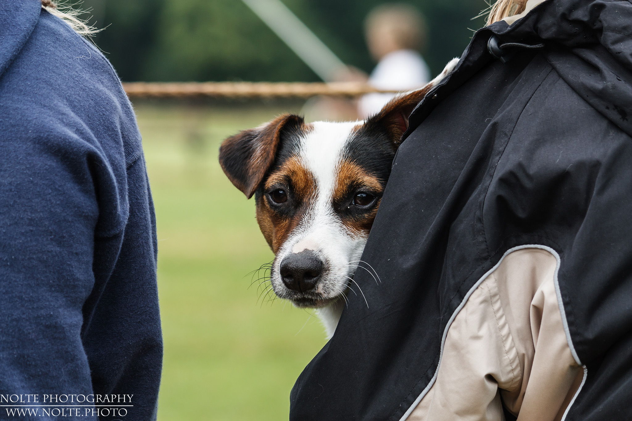 Hunde